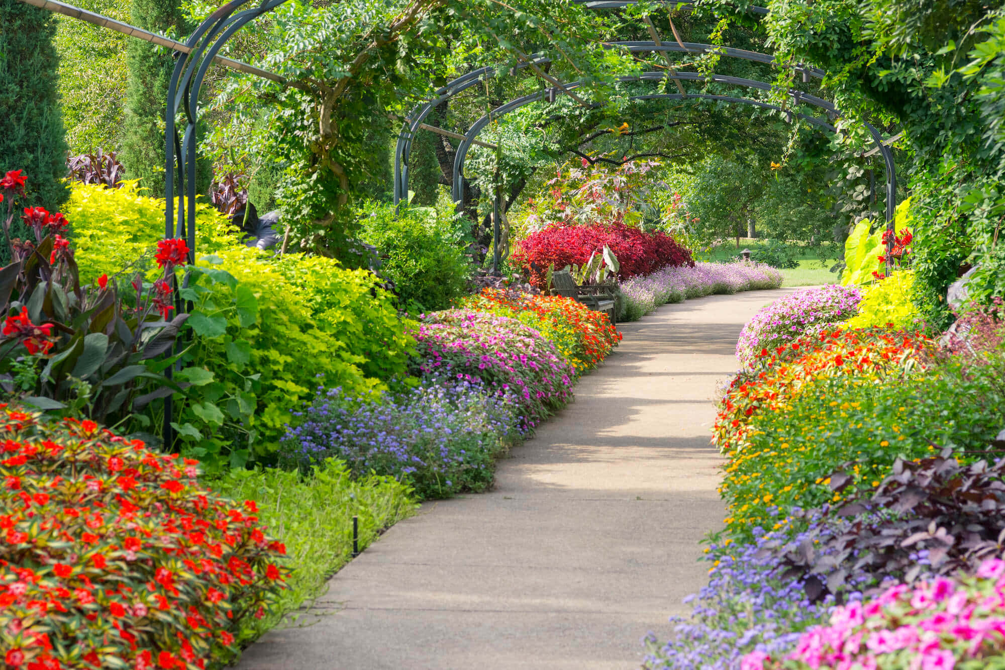 botanical garden, sunlit garden path, vibrant red yellow and purple flowers, Full HD Desktop Wallpaper