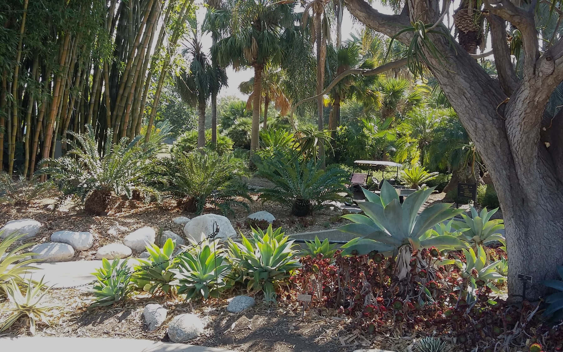 Botanical Garden, tropical garden, palm trees, HD Desktop Wallpaper