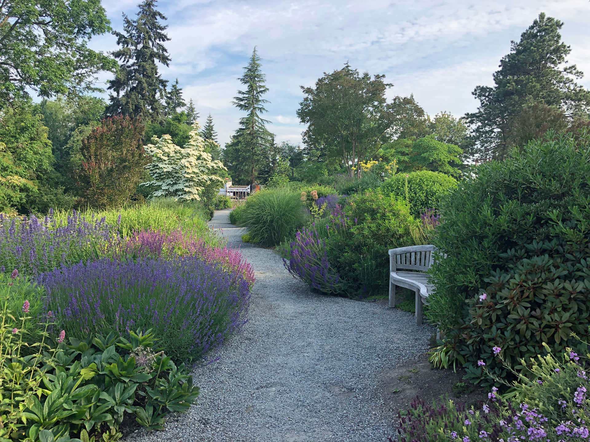 Botanical Garden, gravel path, purple lavender, Full HD Desktop Wallpaper