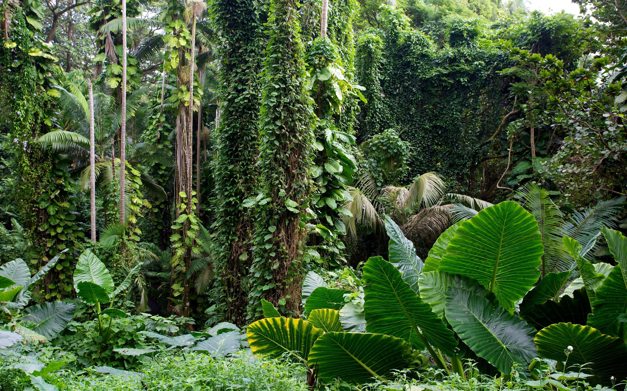 Botanical Garden, tropical jungle, towering trees, 2K Desktop Wallpaper