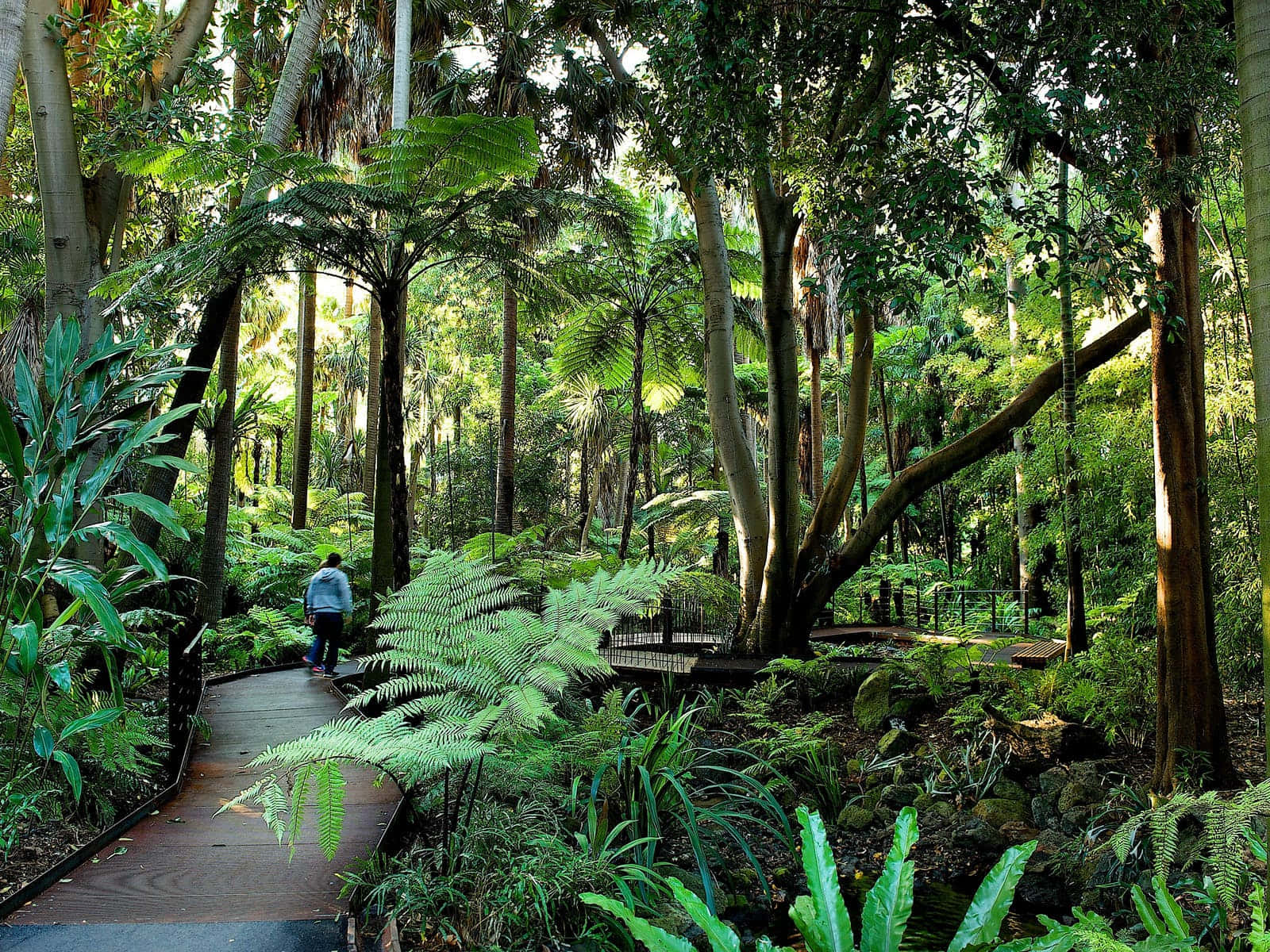 Botanical Garden, wooden path, lush tropical forest, HD Desktop Wallpaper