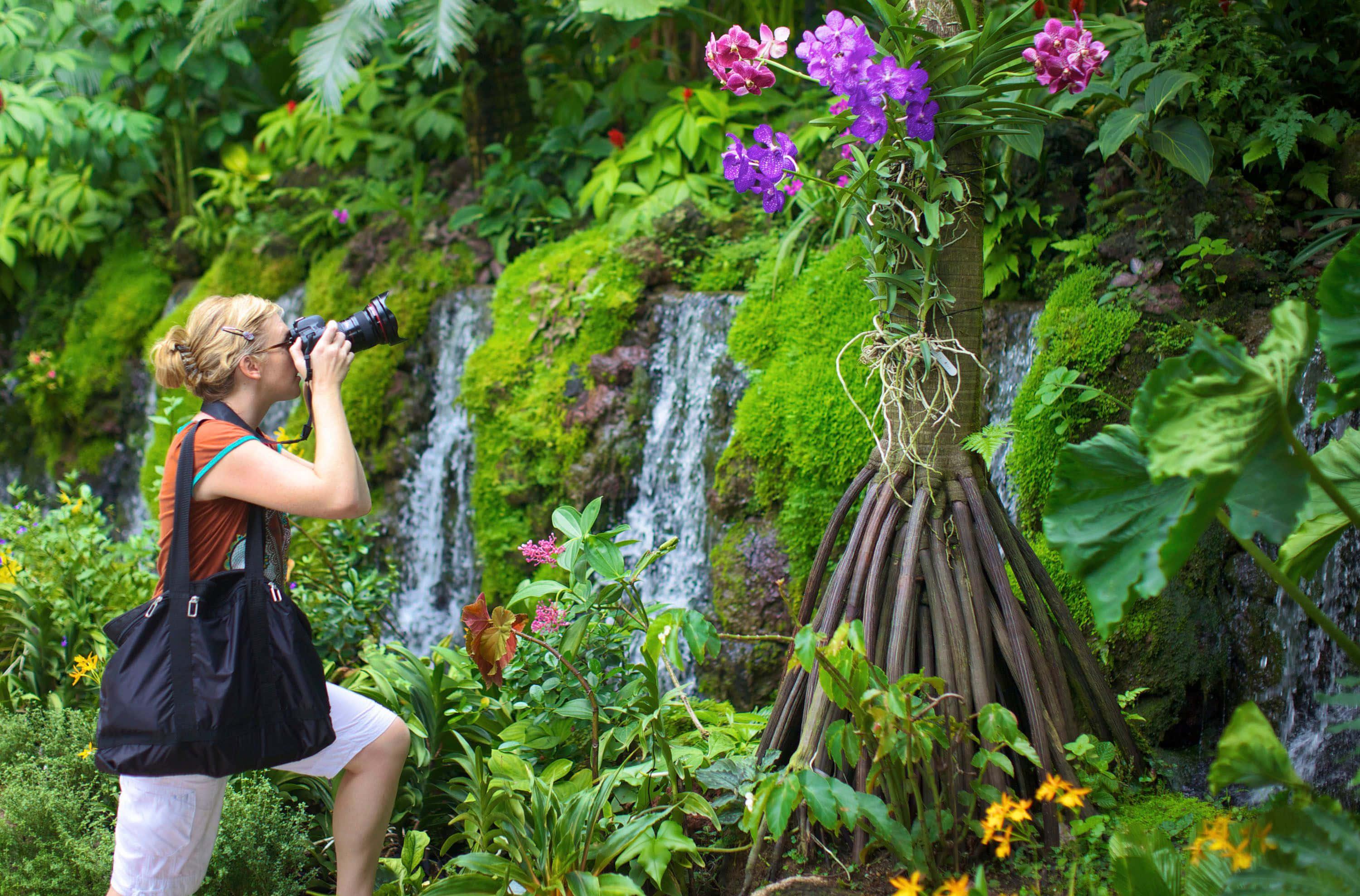 Botanical Garden, vibrant purple orchids, mossy waterfall, 2K Desktop Wallpaper