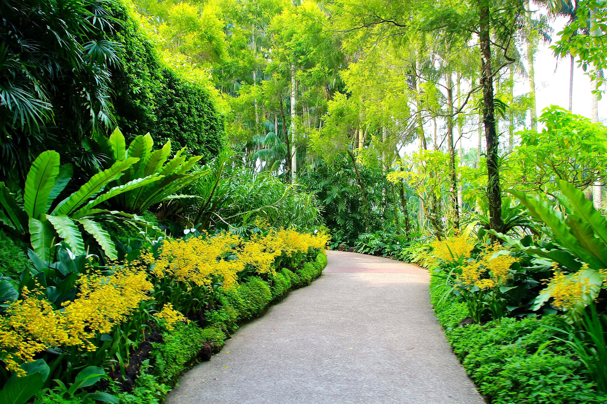 Botanical Garden, winding concrete path, lush tropical garden, Full HD Desktop Wallpaper