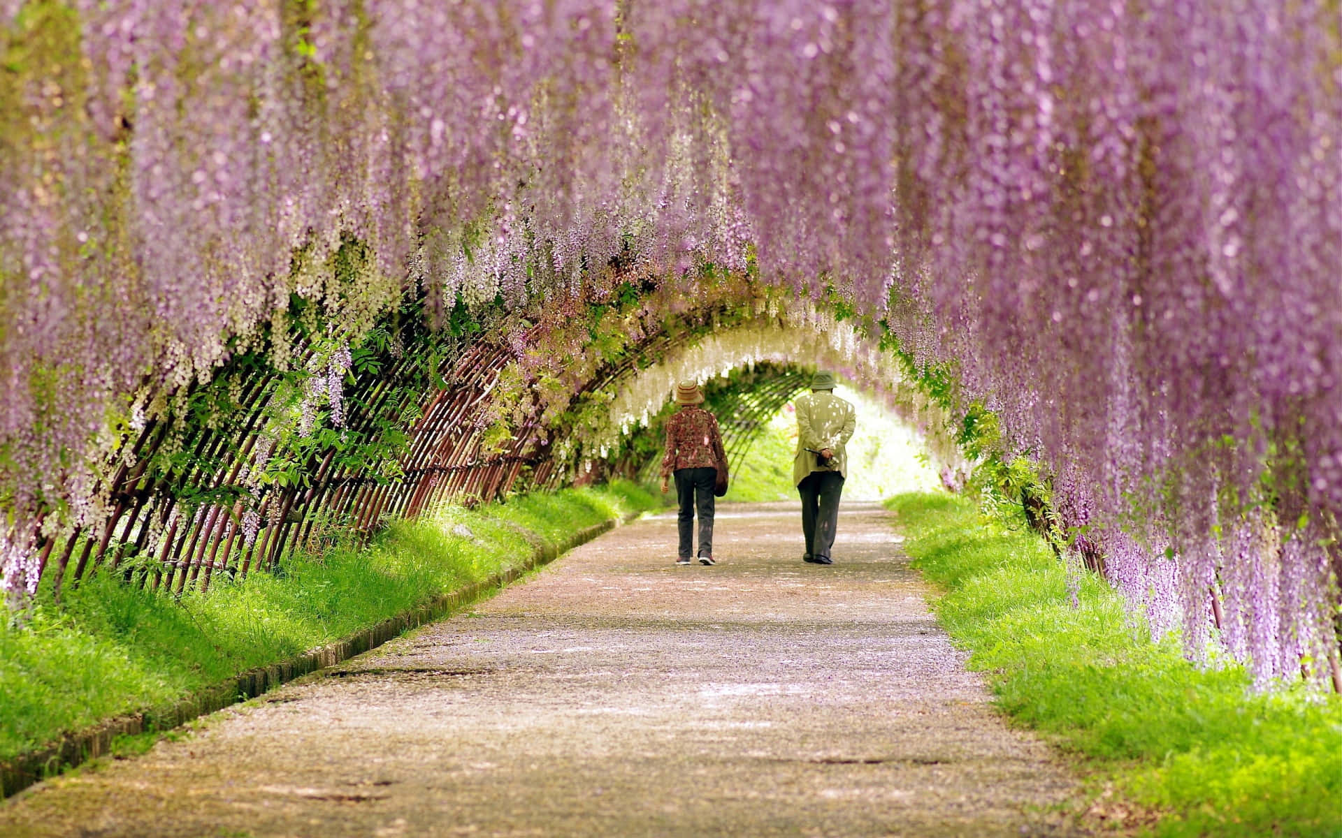 Botanical Garden, purple wisteria tunnel, lush green grass, Full HD Desktop Wallpaper