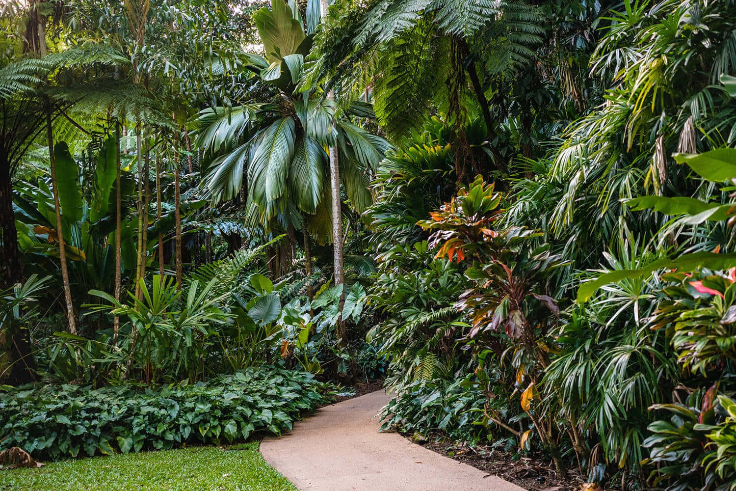 Botanical Garden, tropical garden, winding path, HD Desktop Wallpaper