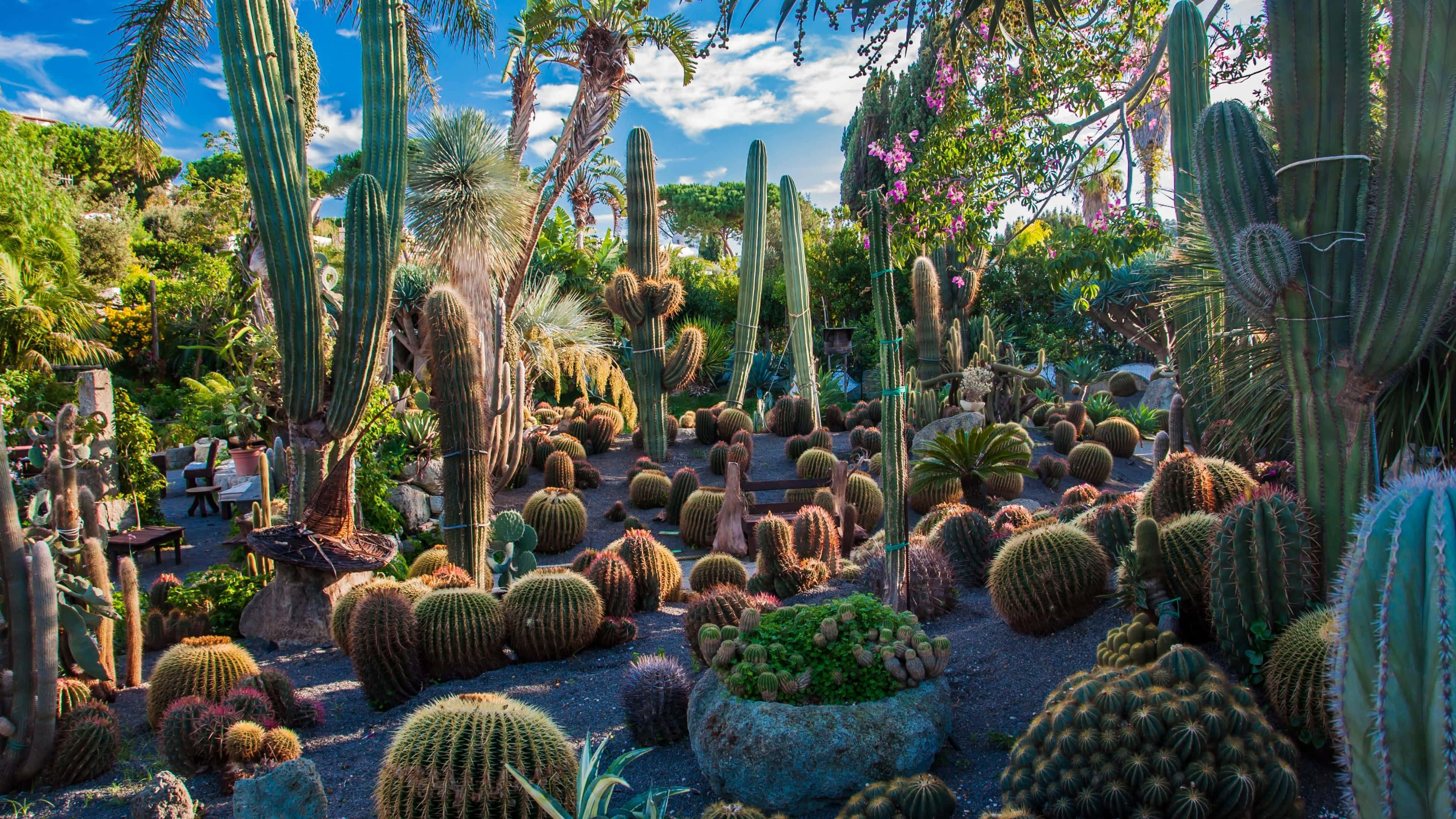 Botanical Garden, saguaros, barrel cacti, 4K Desktop Wallpaper