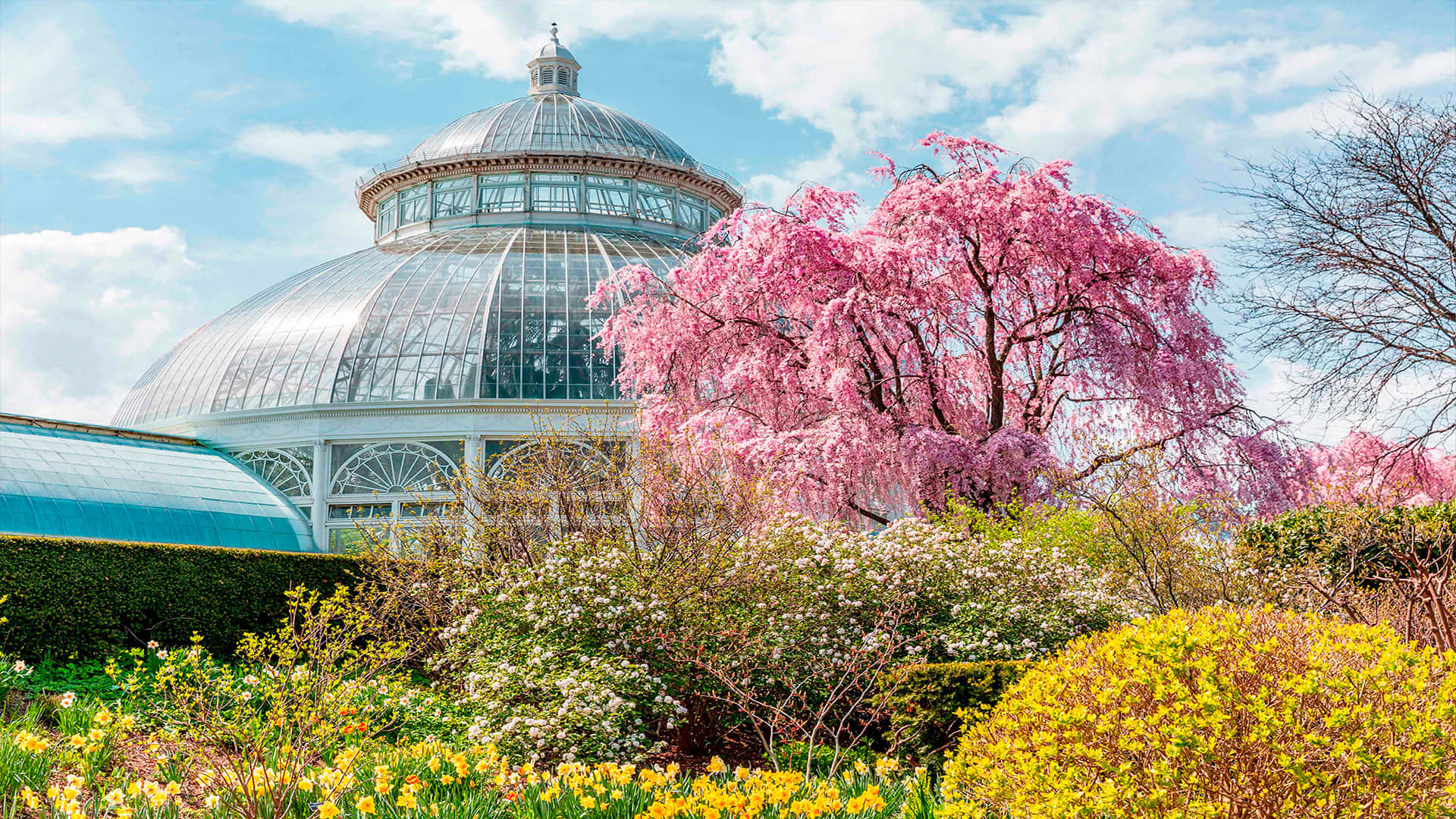 Botanical Garden, glass-domed conservatory, pink cherry blossoms, Full HD Desktop Wallpaper