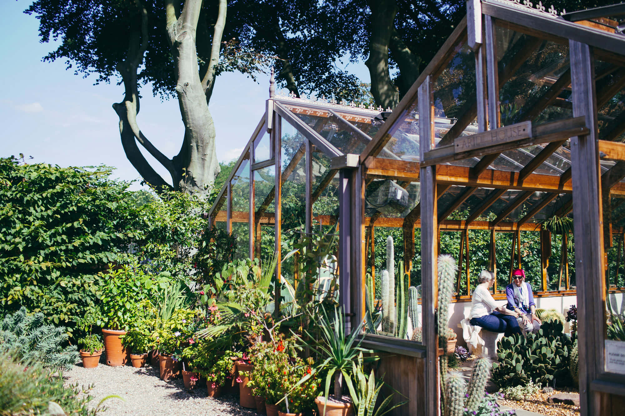 wooden greenhouse, cacti, succulents, Full HD Desktop Wallpaper