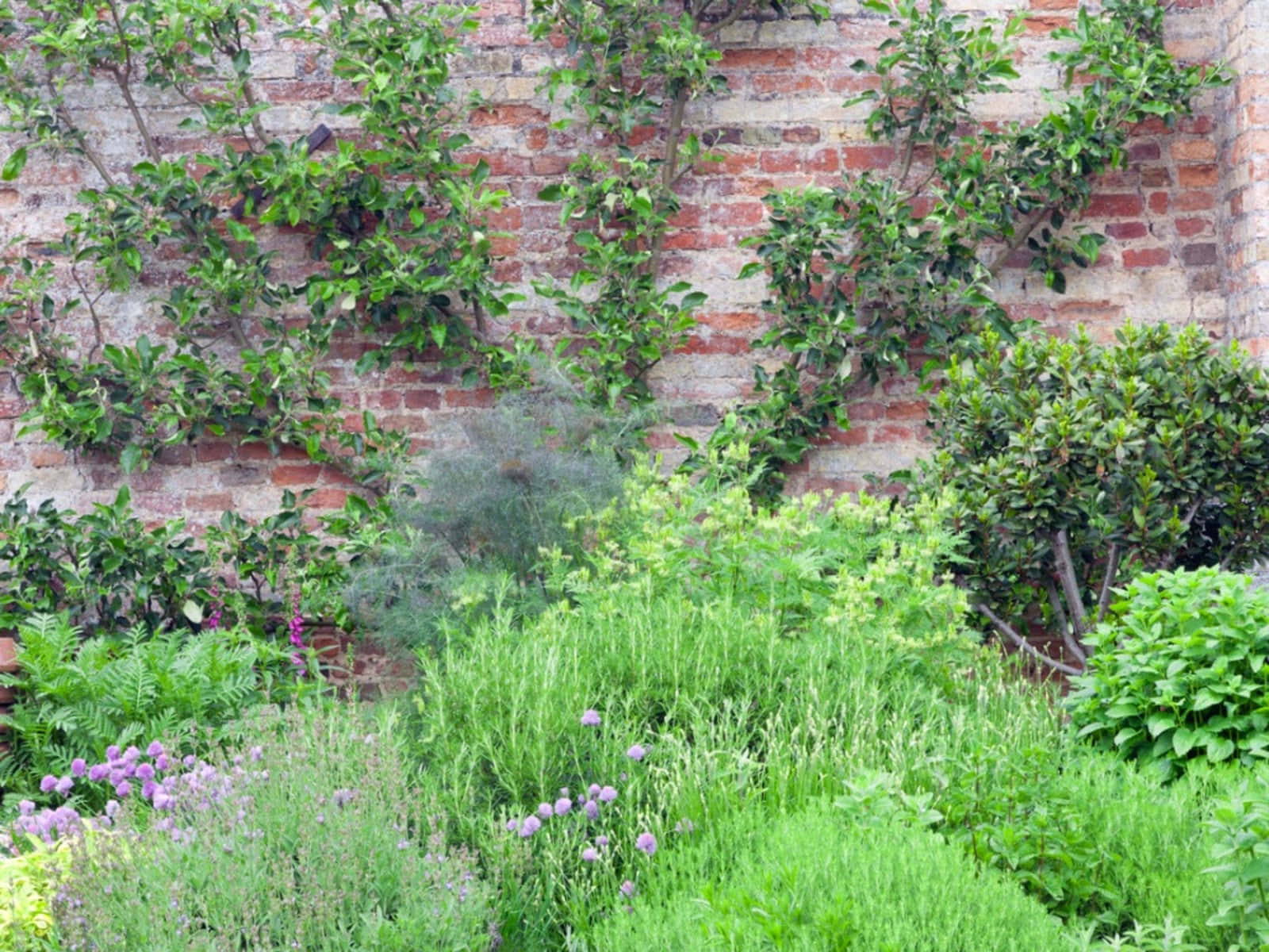 herb garden, purple flowers, weathered brick wall, HD Desktop Wallpaper