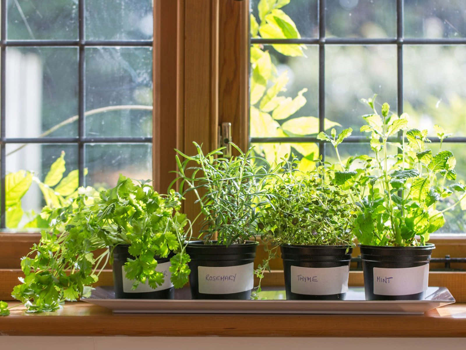 herb garden, labeled pots, wooden windowsill, HD Desktop Wallpaper