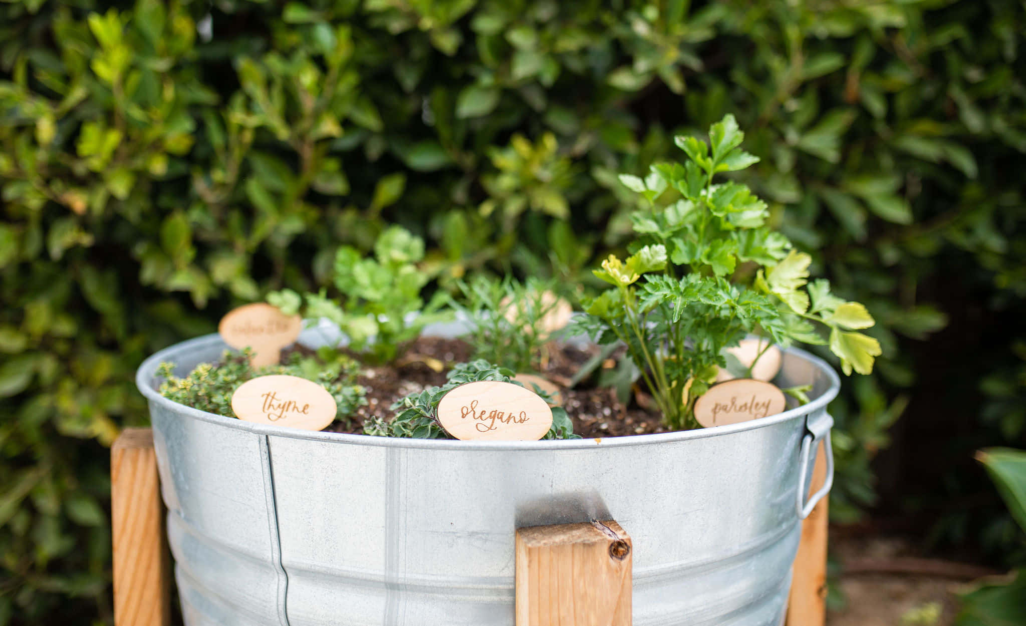 herb garden, galvanized metal bucket, thyme, Full HD Desktop Wallpaper