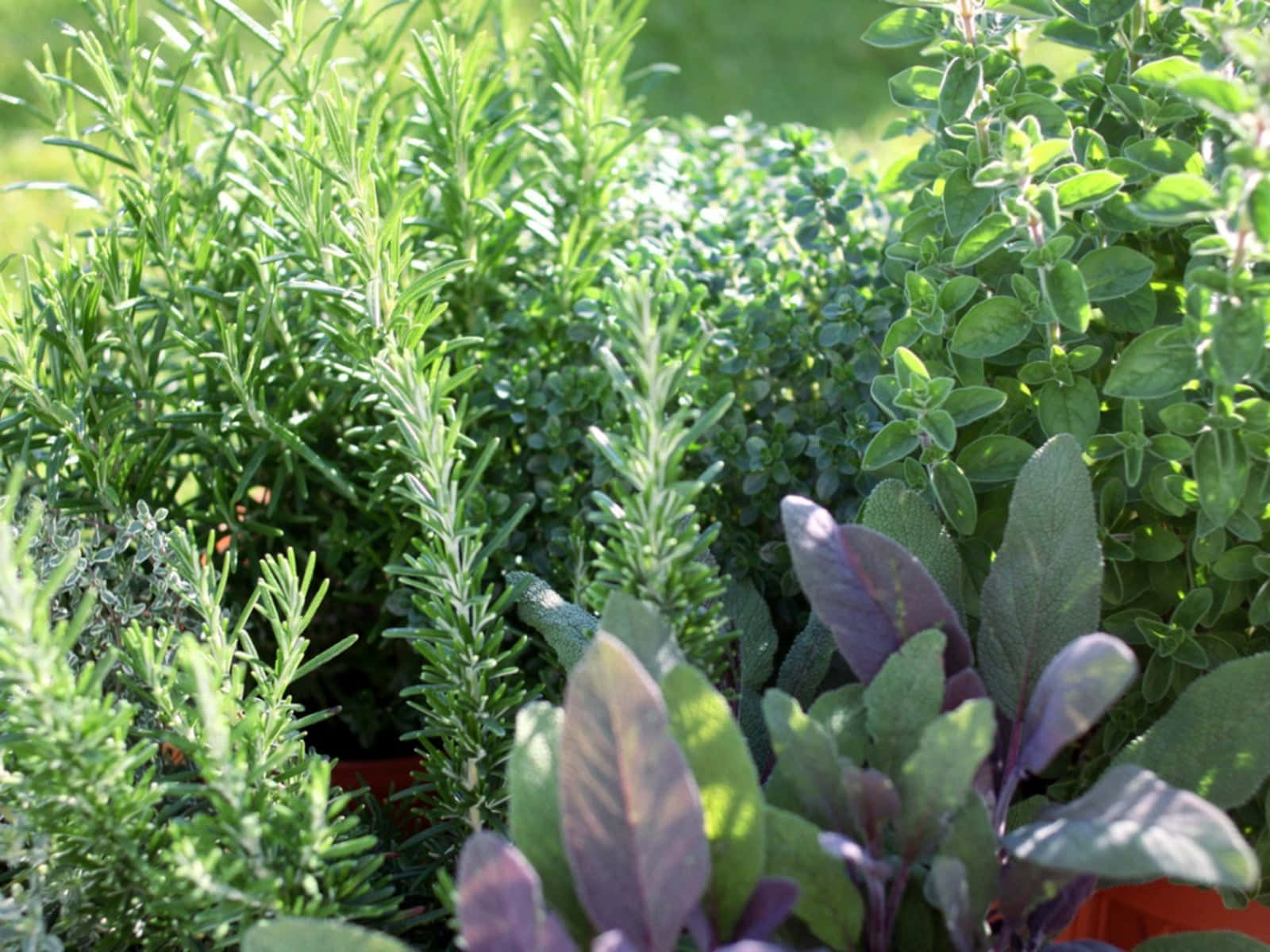 rosemary, thyme, purple sage, HD Desktop Wallpaper