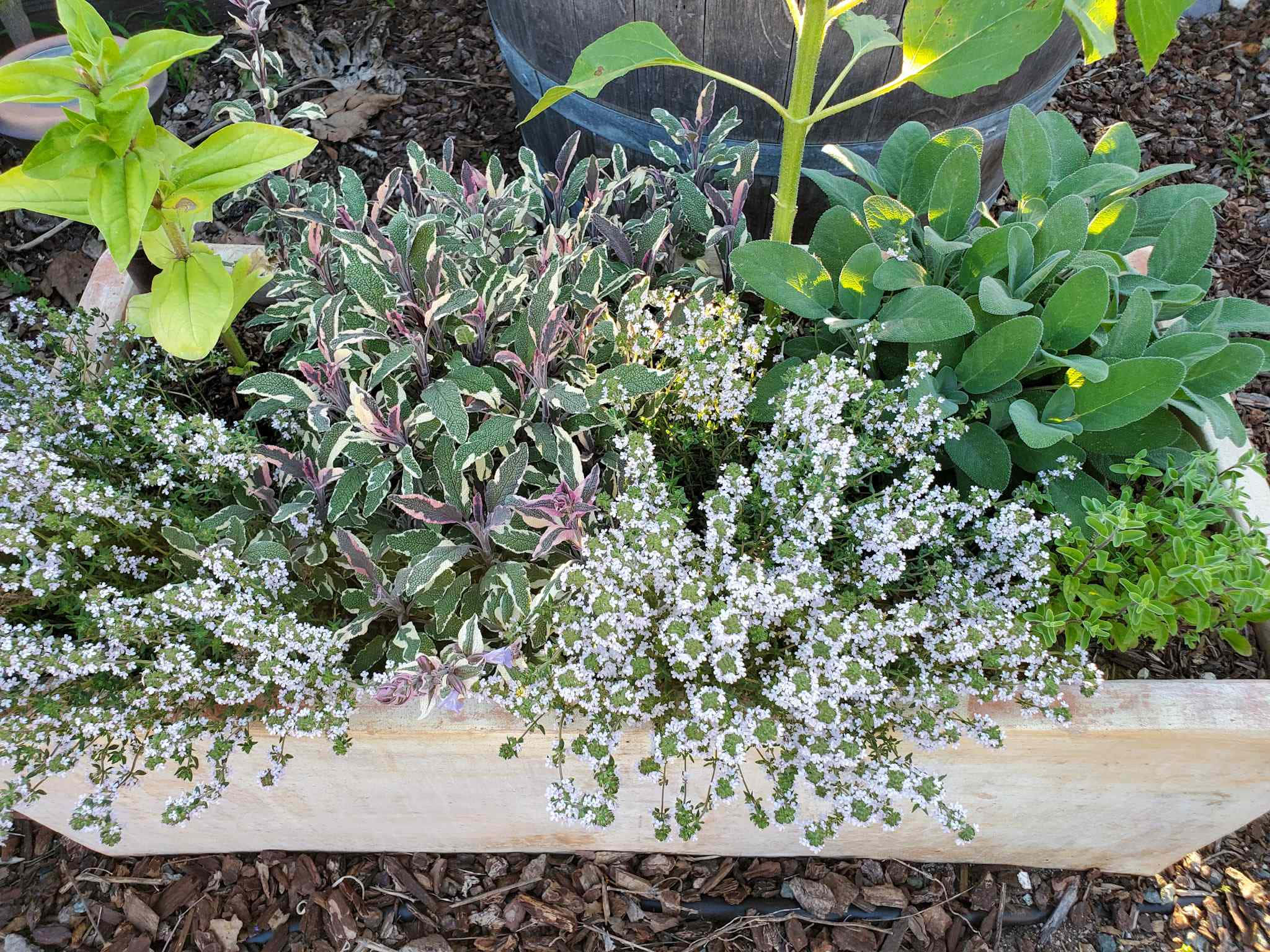 herb garden, wooden planter, vibrant green herbs, Full HD Desktop Wallpaper