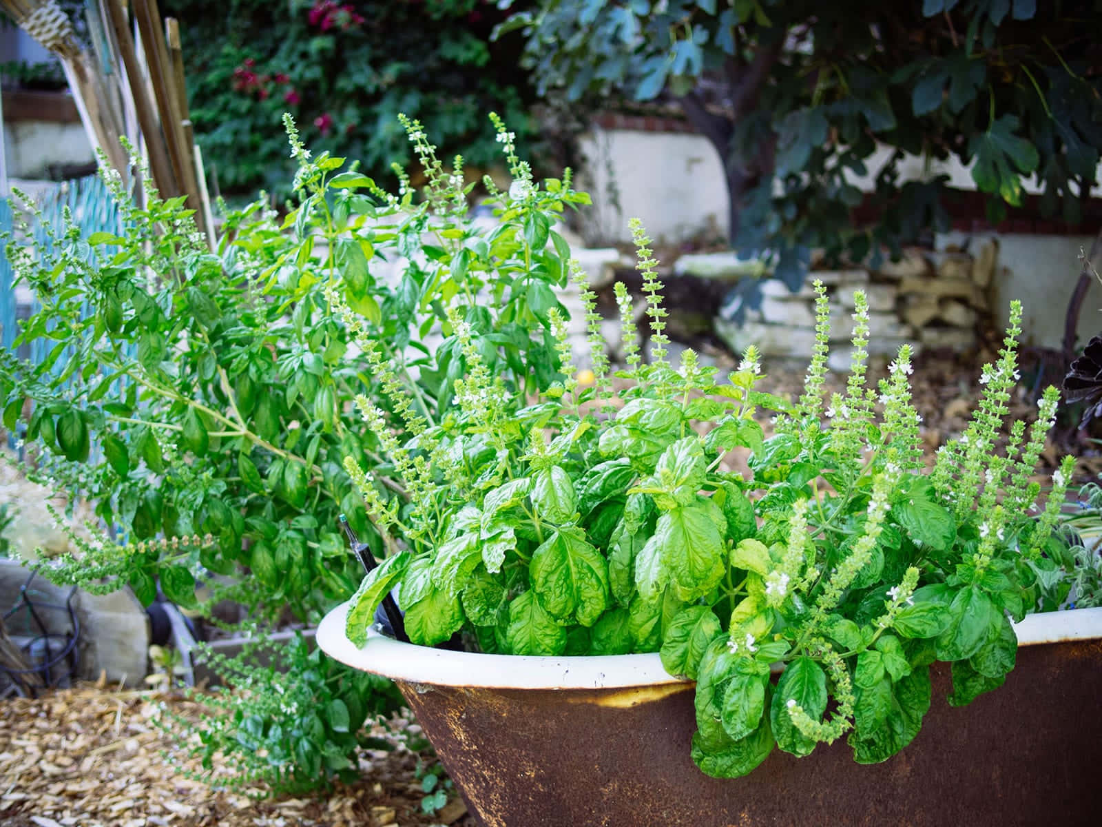 herb garden, basil plants, tiny white flowers, HD Desktop Wallpaper
