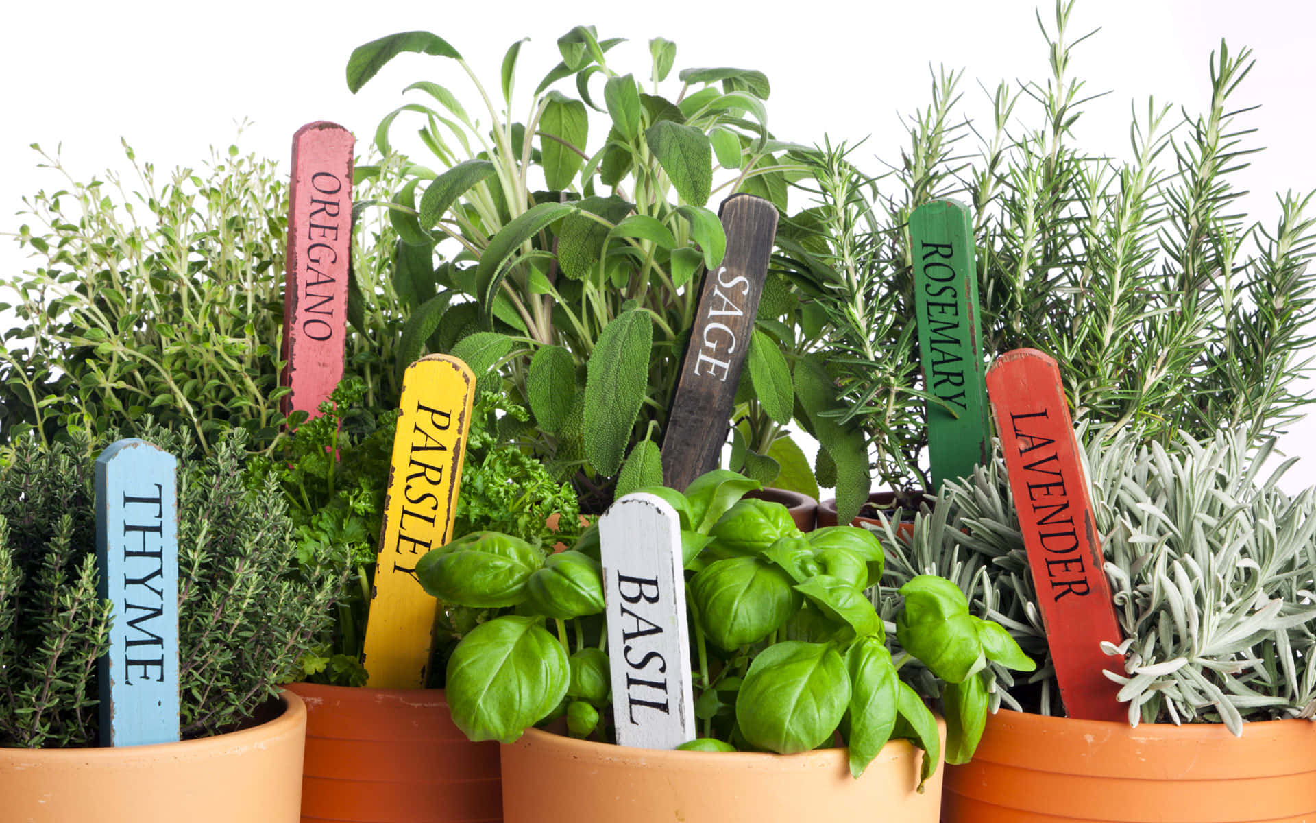 herb garden, basil, thyme, Full HD Desktop Wallpaper