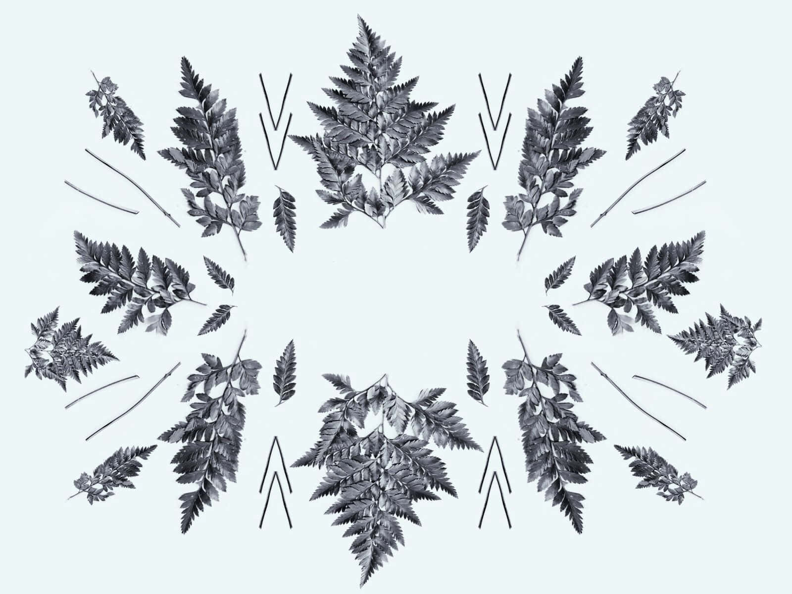 botanical, fern fronds, circular pattern, HD Desktop Wallpaper
