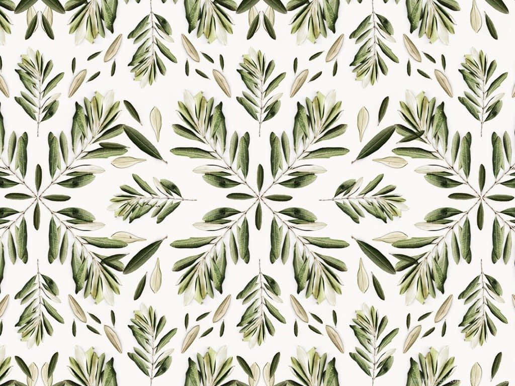 olive leaves, varying shades of green, cream background, SD Desktop Wallpaper