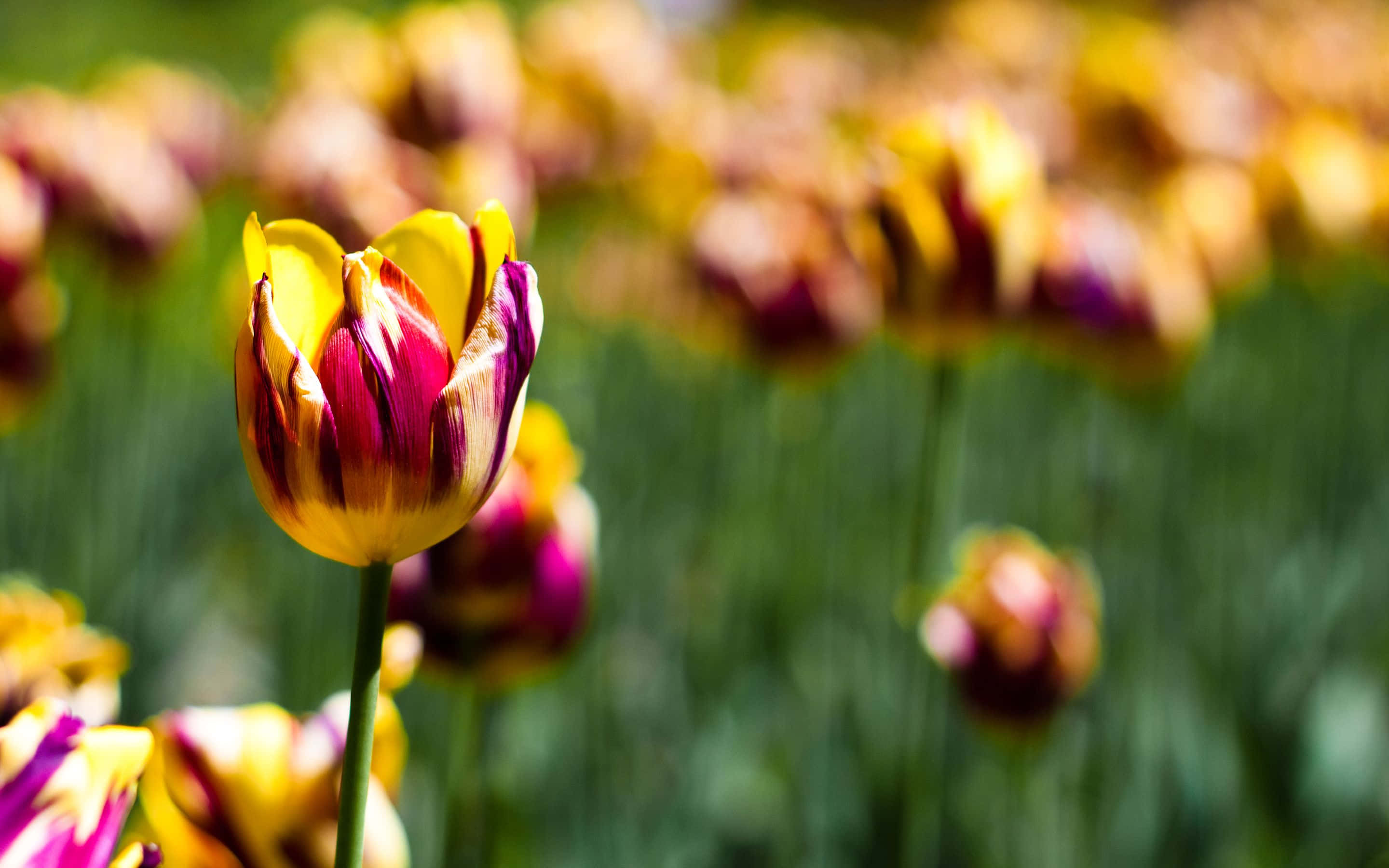 botanical, tulip, yellow, 2K Desktop Wallpaper