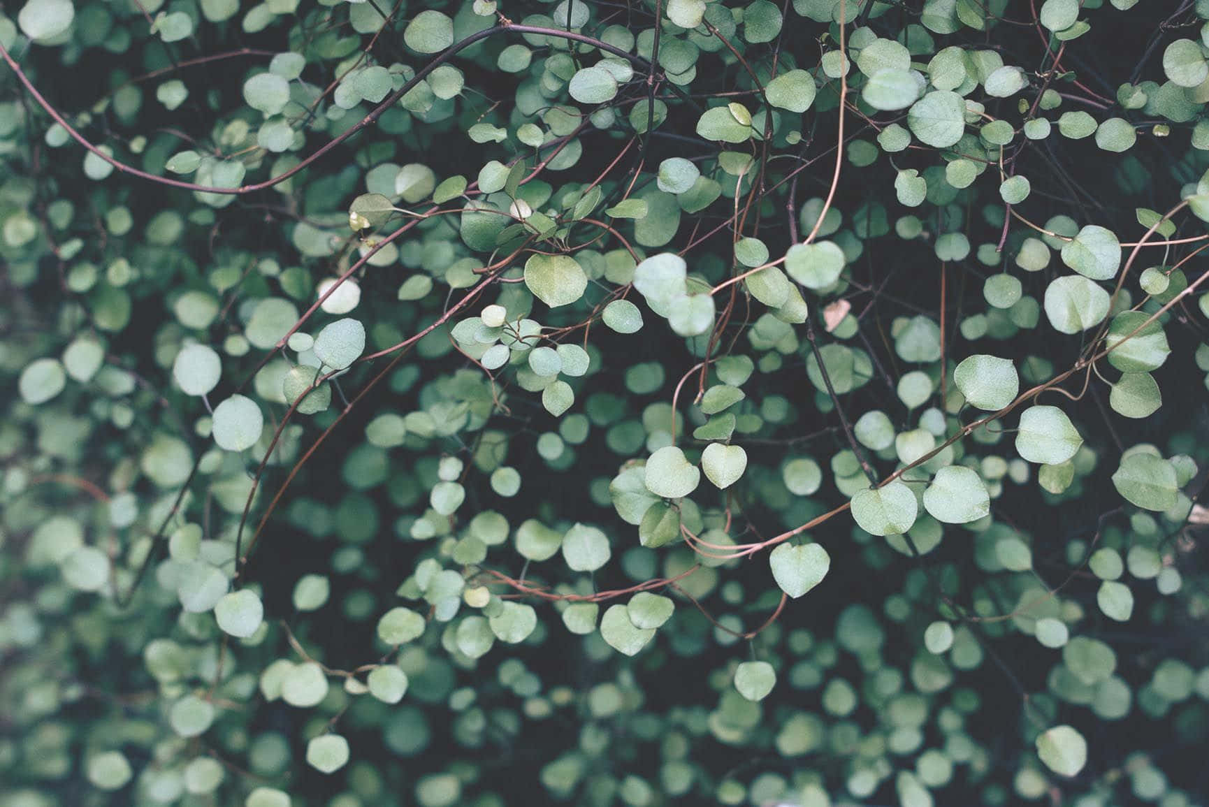 botanical, round green leaves, thin brown stems, HD Desktop Wallpaper