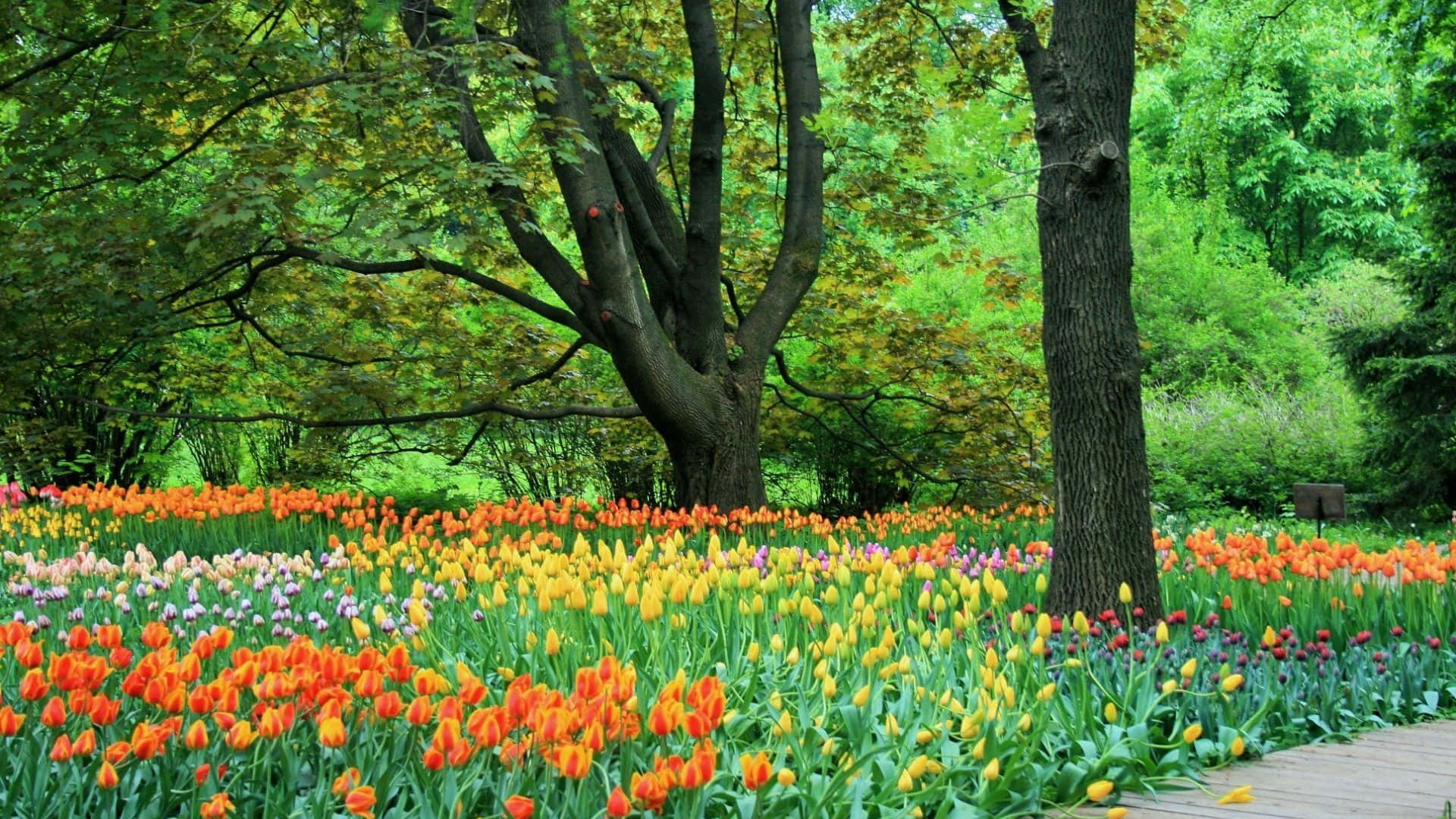 Botanical, orange yellow, pink tulips, Full HD Desktop Wallpaper