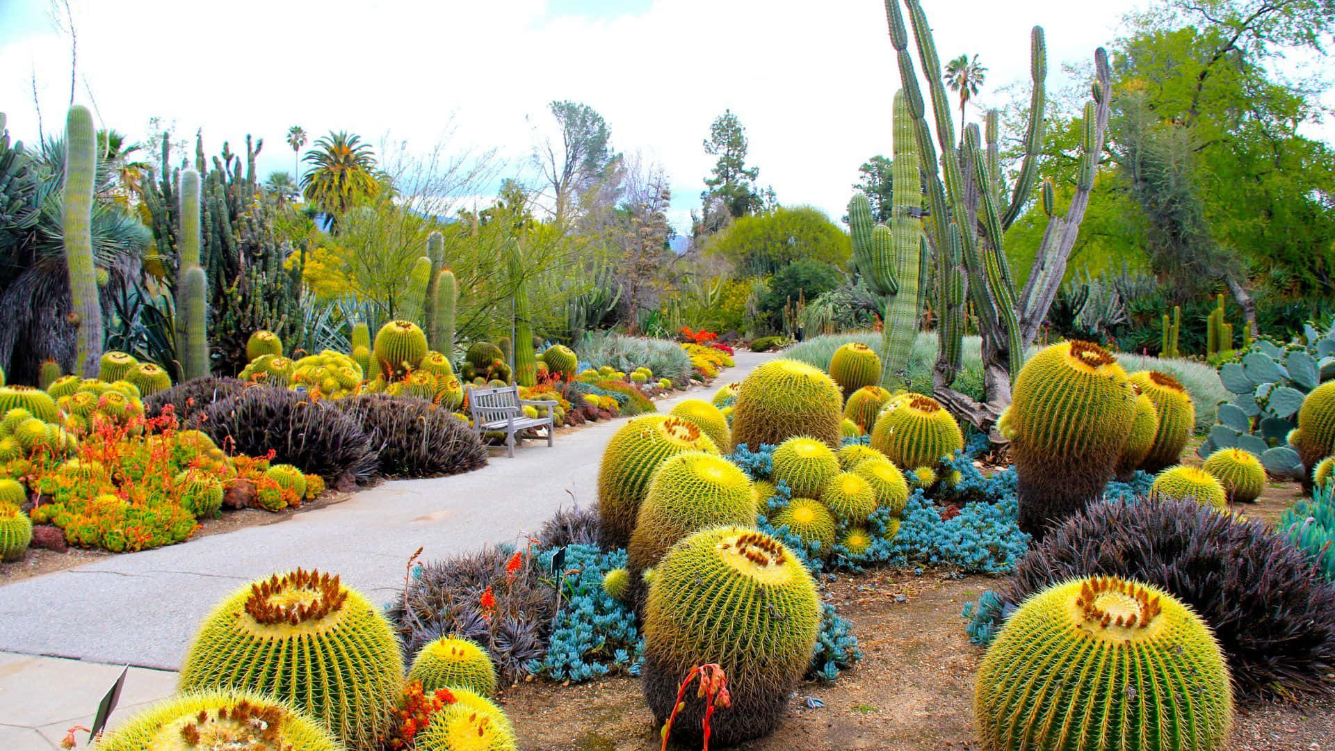 botanical, desert garden path, lush cacti, Full HD Desktop Wallpaper