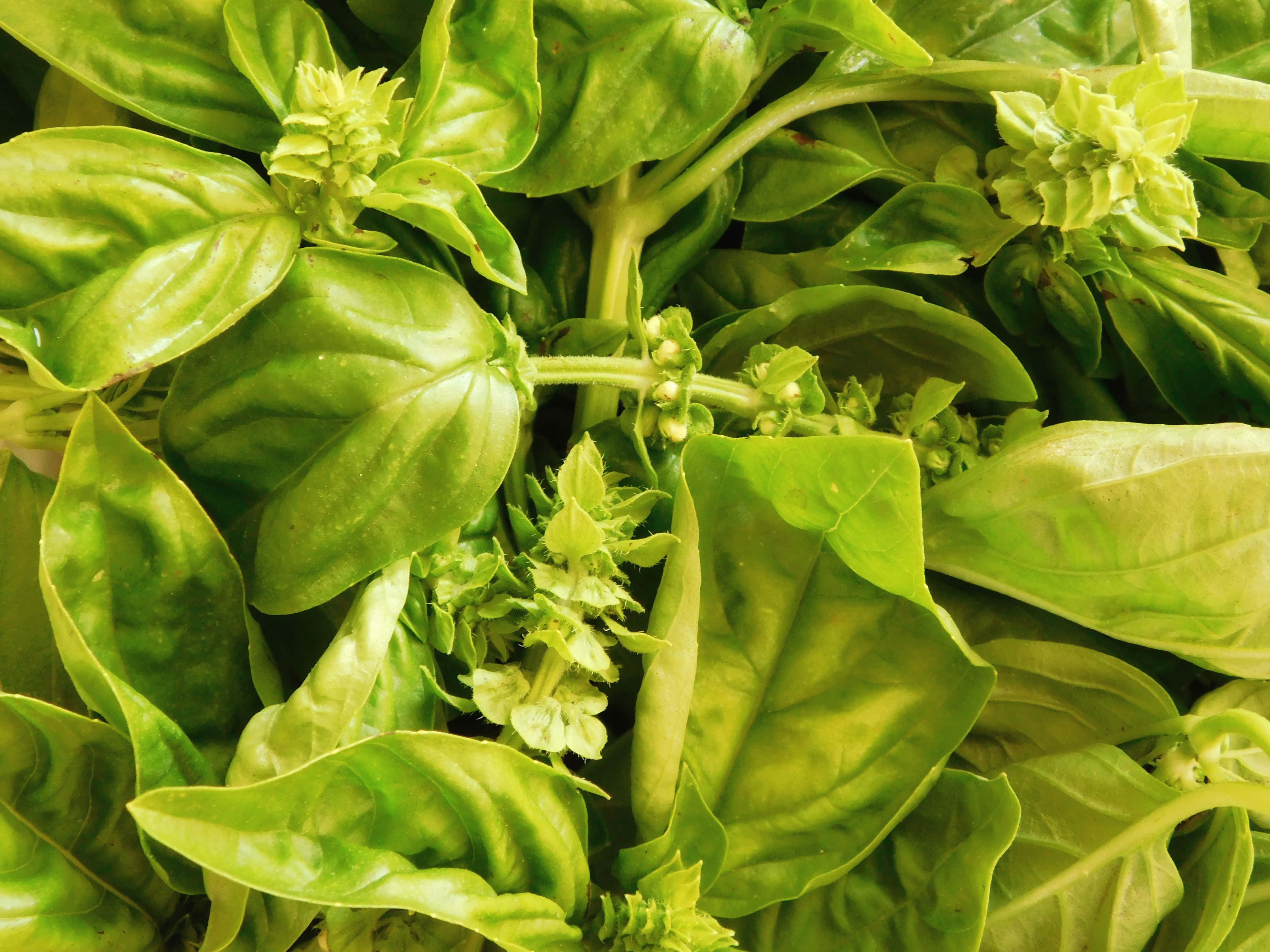 basil plant, fresh basil leaves, dewy texture, 4K Desktop Wallpaper