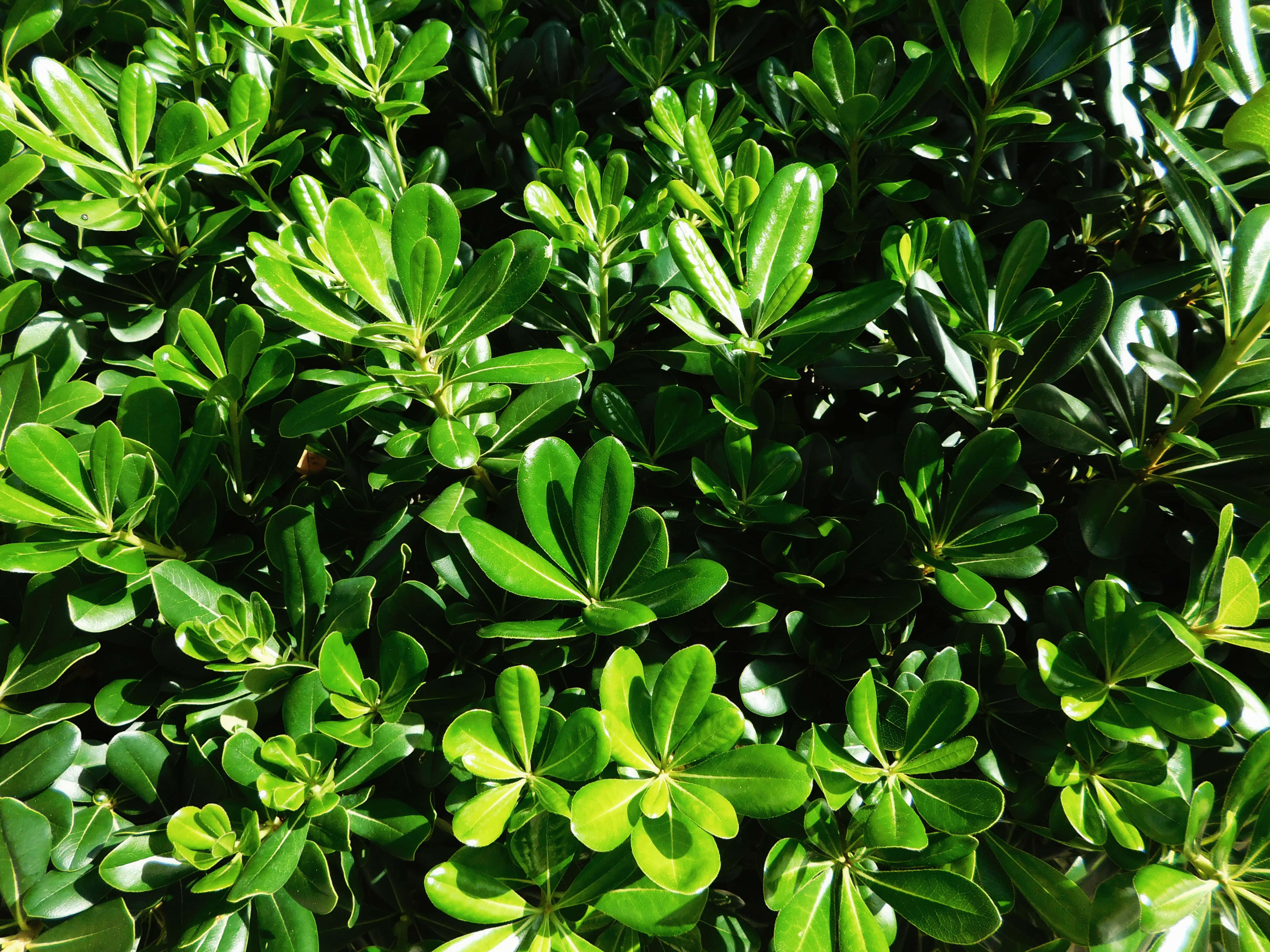 glossy green leaves, sunlit dense foliage, sharp shadows, 4K Desktop Wallpaper