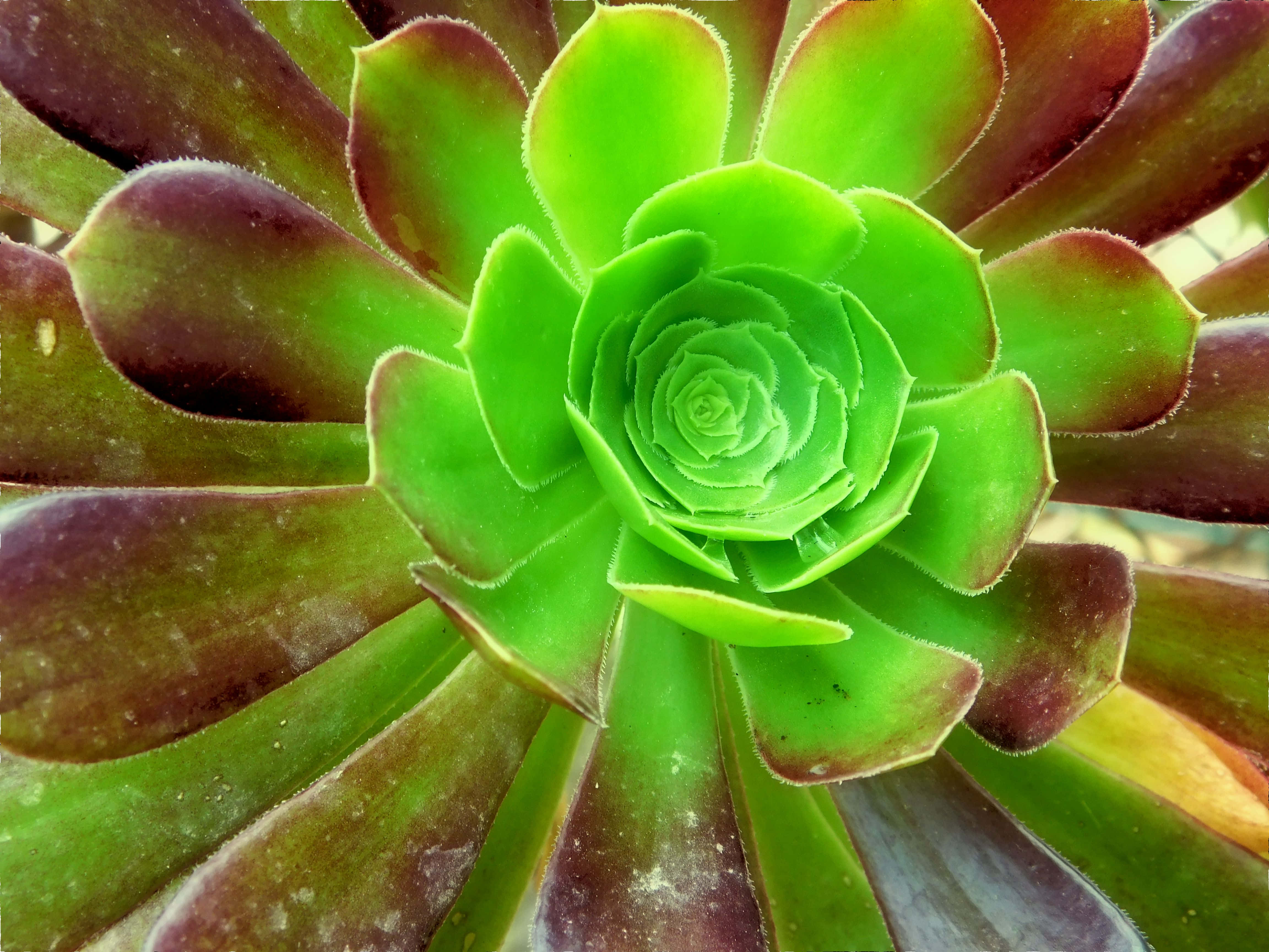 succulent, vibrant green center, deep burgundy outer leaves, 4K Desktop Wallpaper