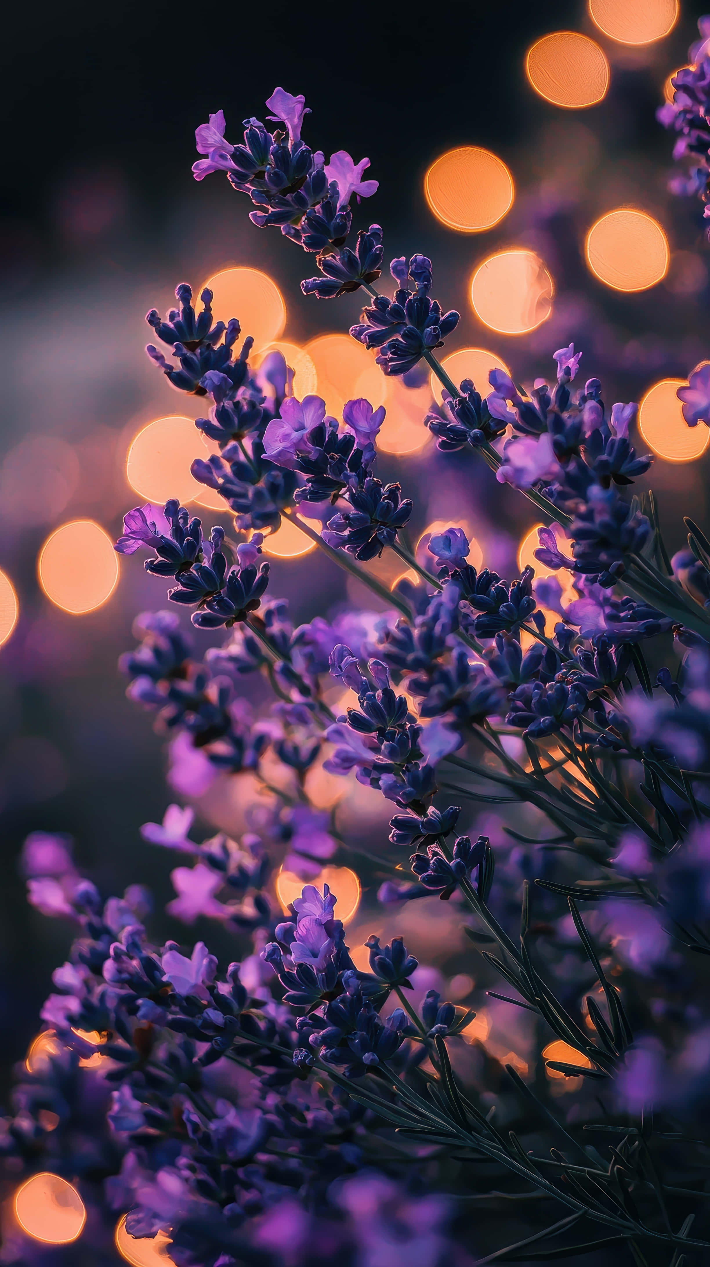 purple lavender flowers, soft golden bokeh, vibrant purple lavender blooms, 4K Phone Wallpaper