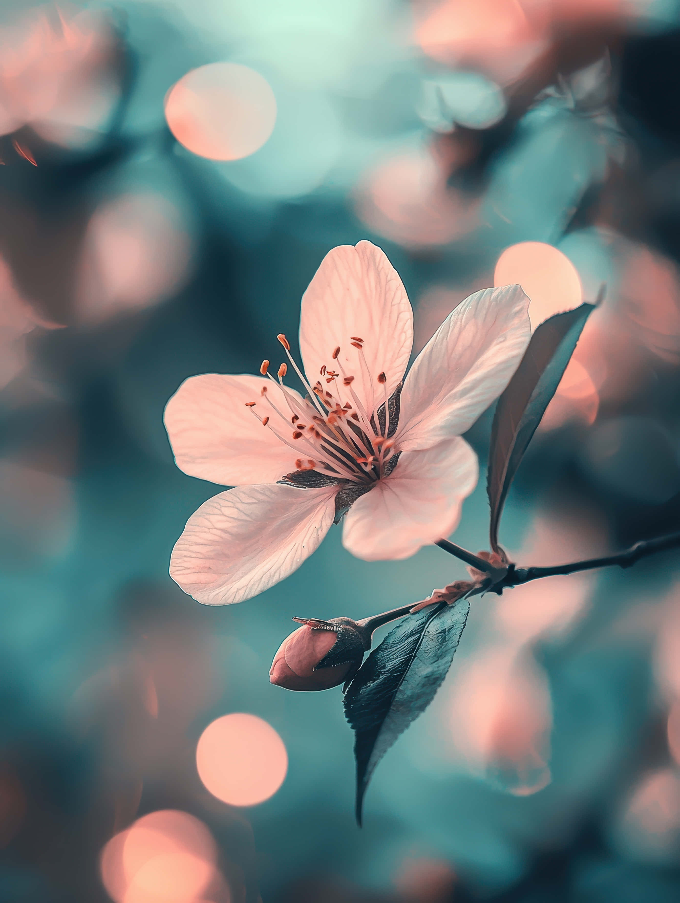 pink cherry blossom, stamens, teal and peach bokeh, 2K Phone Wallpaper