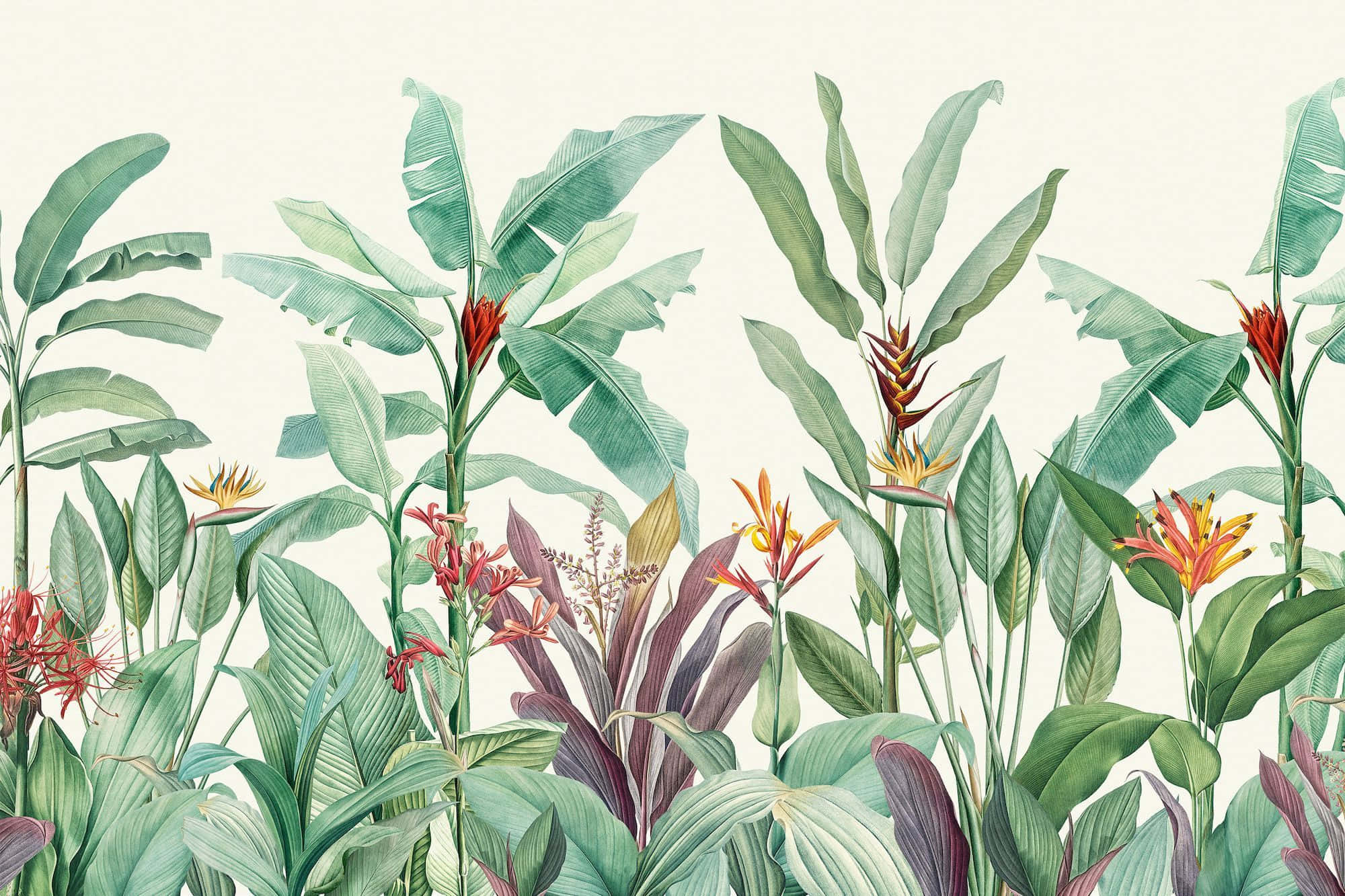 botanical, tropical foliage, banana leaves, Full HD Desktop Wallpaper