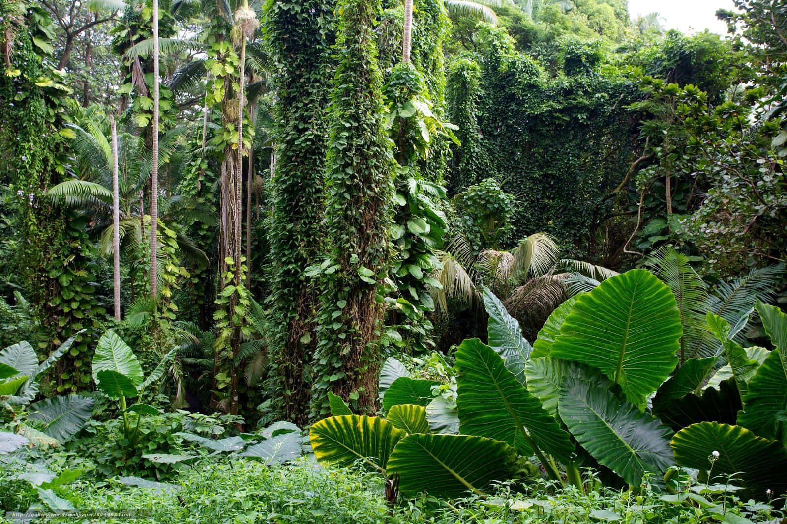 tropical jungle, towering trees, thick vines, HD Desktop Wallpaper