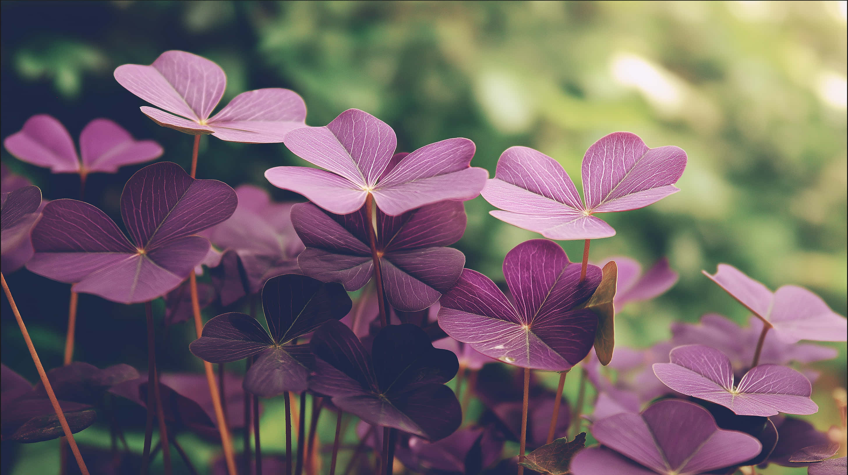lush clover field, soft ambient light, vibrant purple clover leaves, 2K Desktop Wallpaper