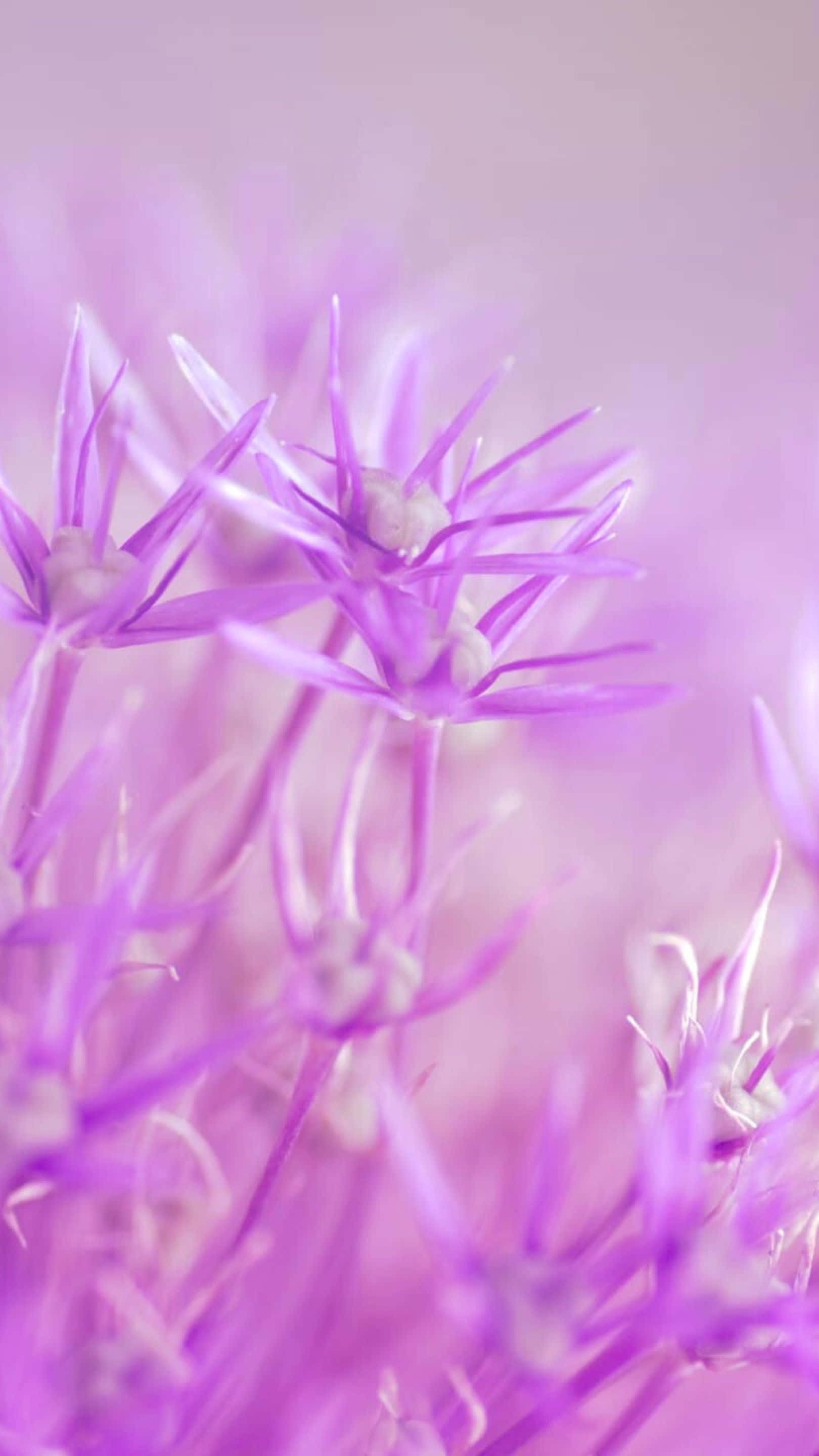 purple flower, soft focus, dreamy pastel bokeh, 2K Phone Wallpaper