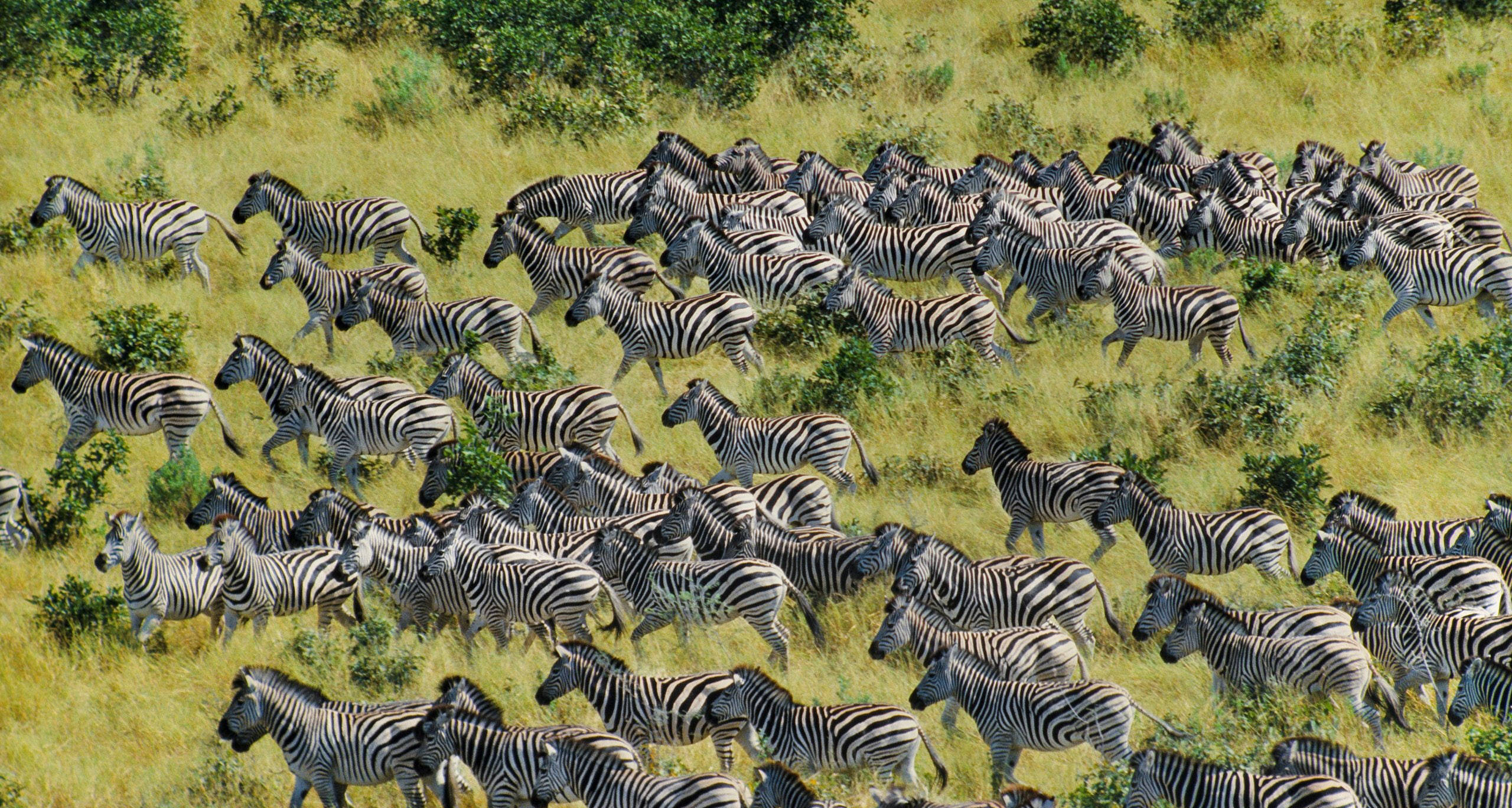 Botswana, zebra migration, sunlit savanna, 2K Desktop Wallpaper