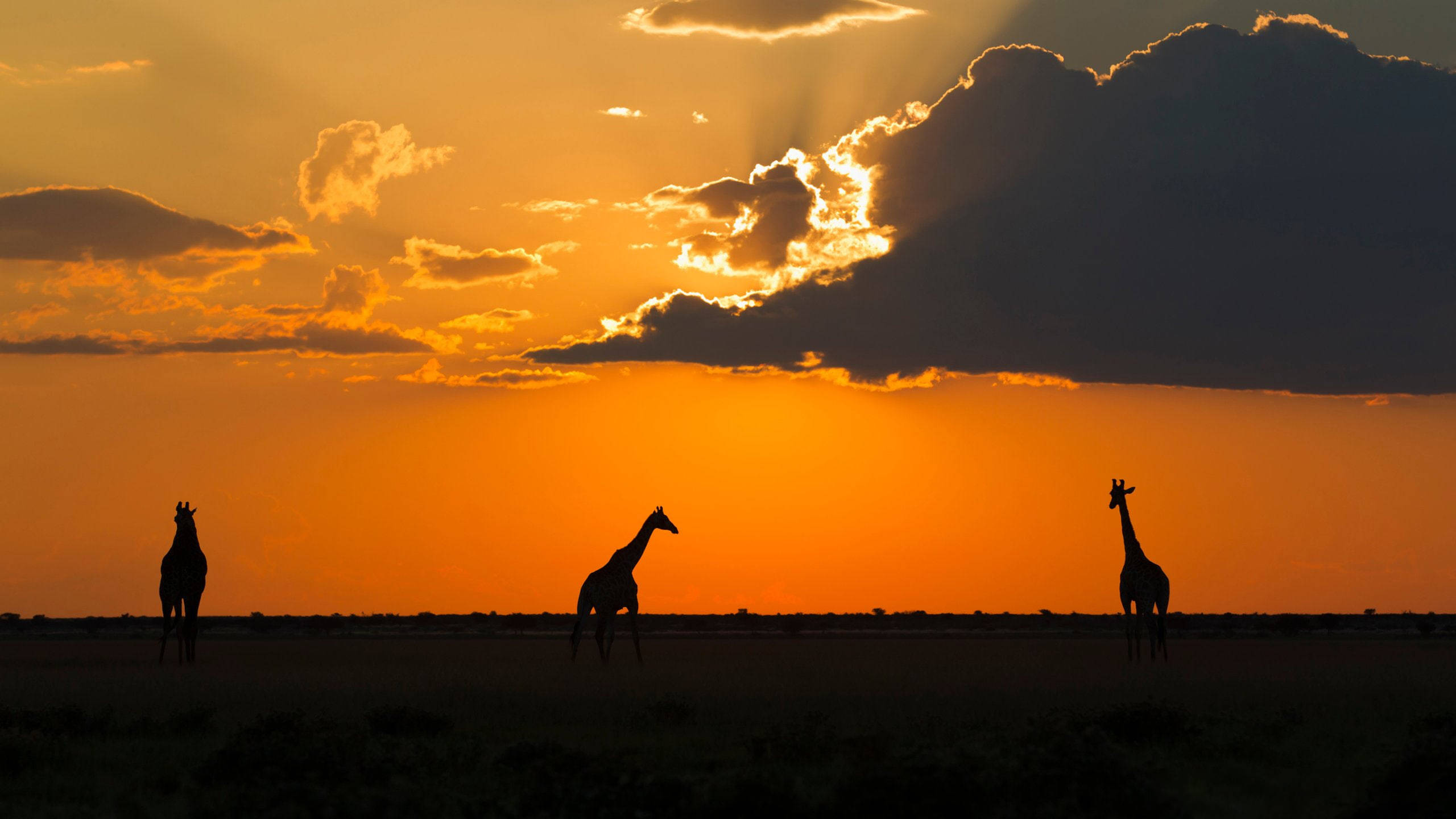Botswana, sunset, giraffes, 2K Desktop Wallpaper