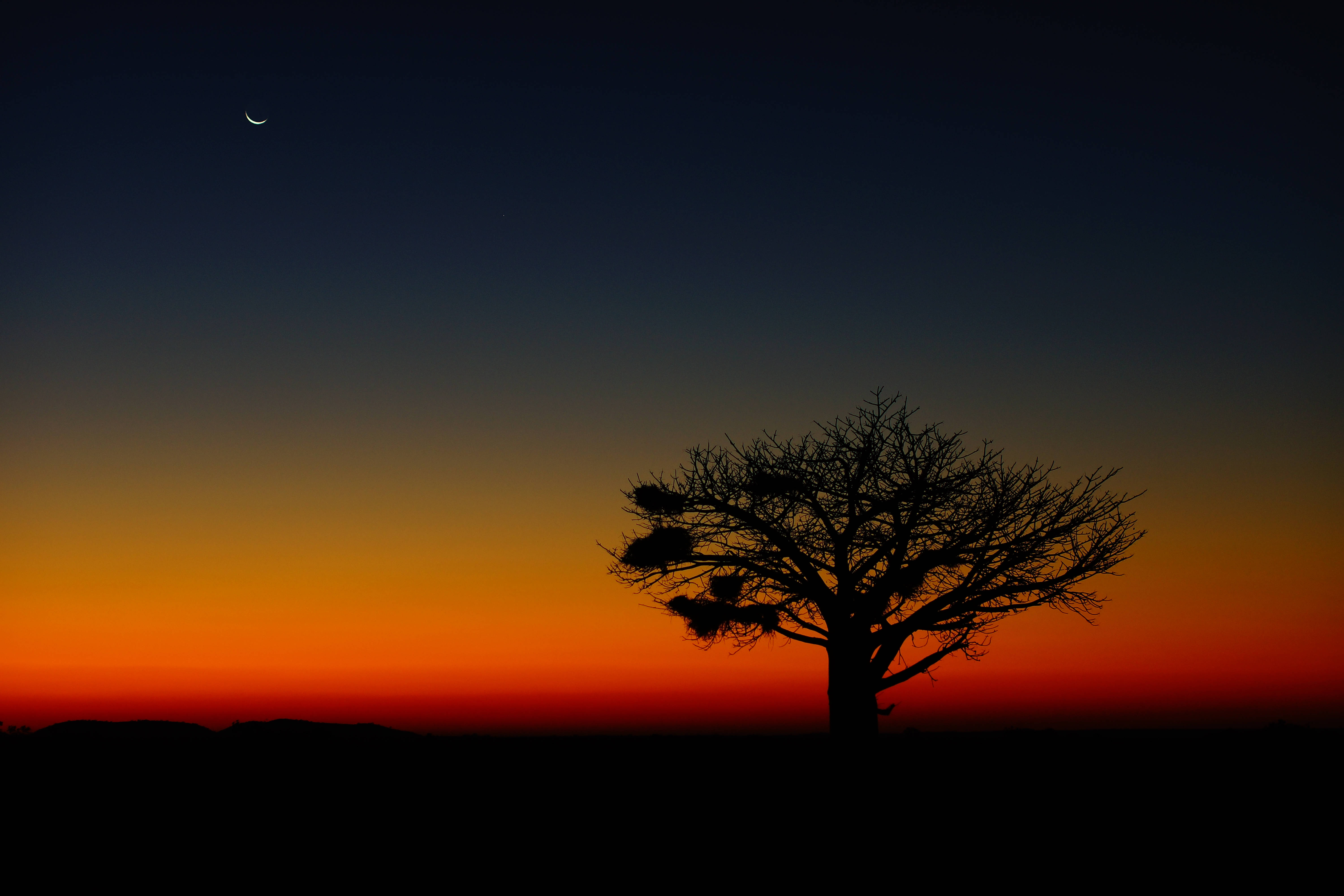 Botswana, baobab tree, sunset sky, 5K Desktop Wallpaper