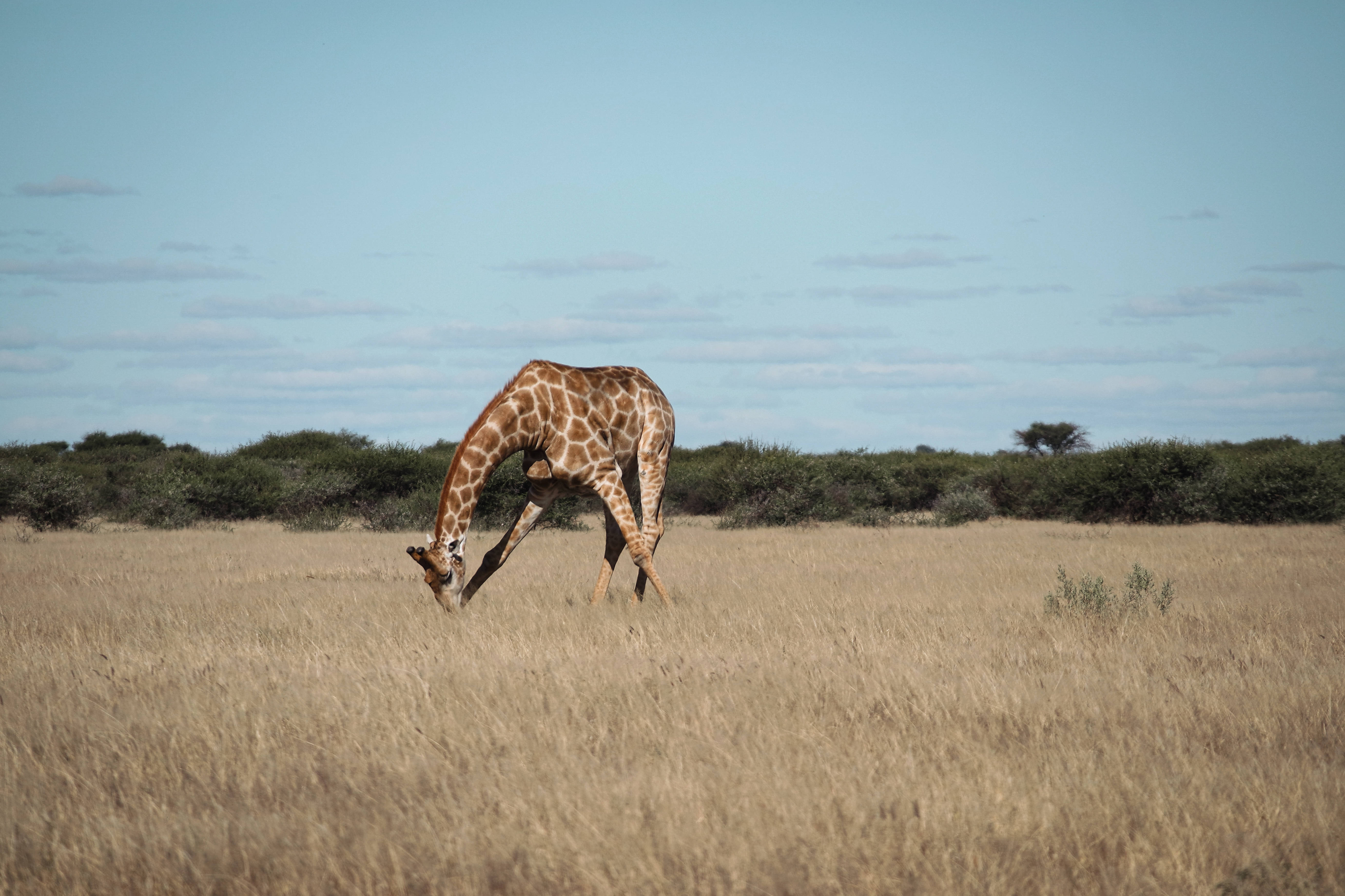 Botswana, giraffe, eating grass, 5K Desktop Wallpaper