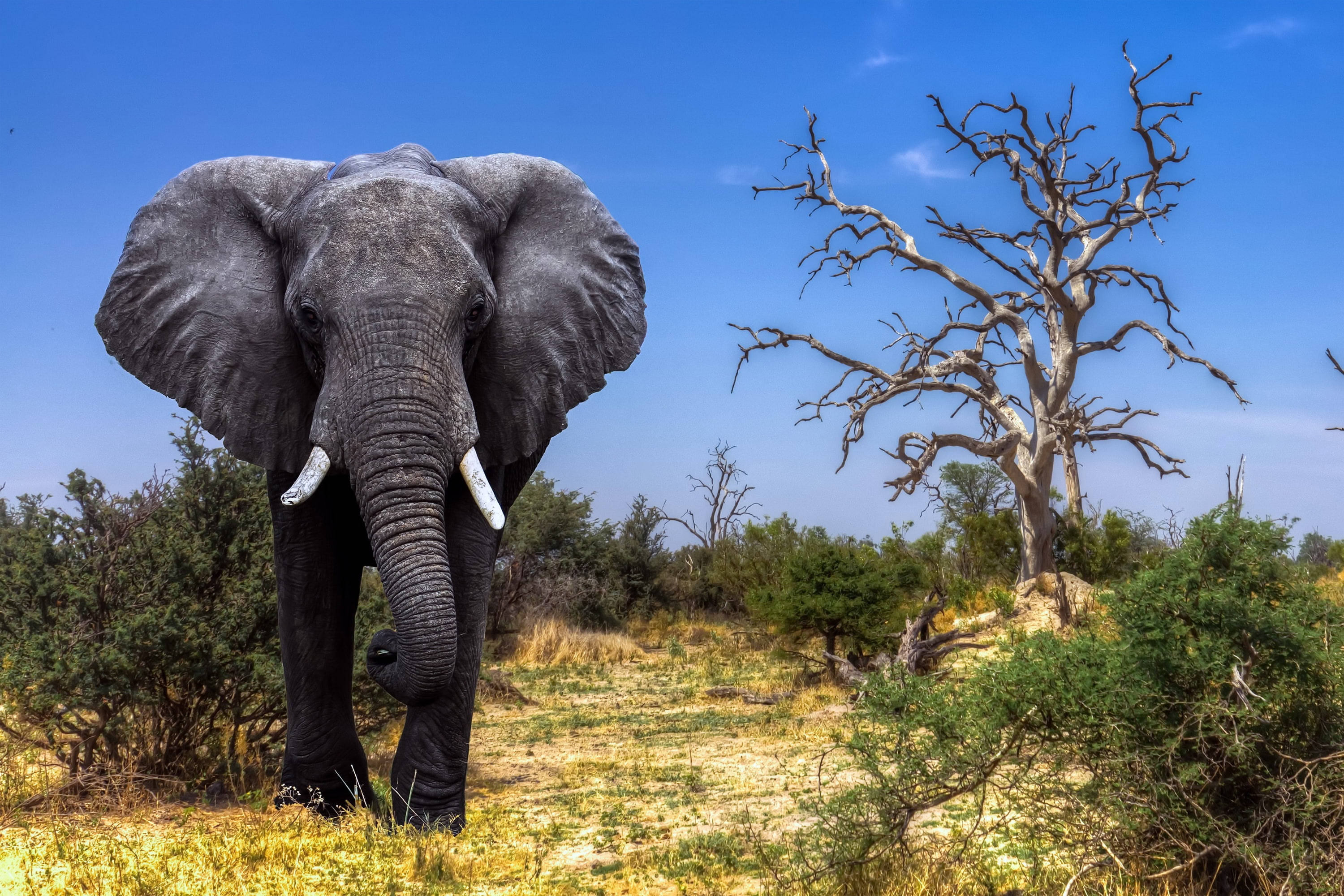 Botswana, elephant, dried grasslands, 2K Desktop Wallpaper