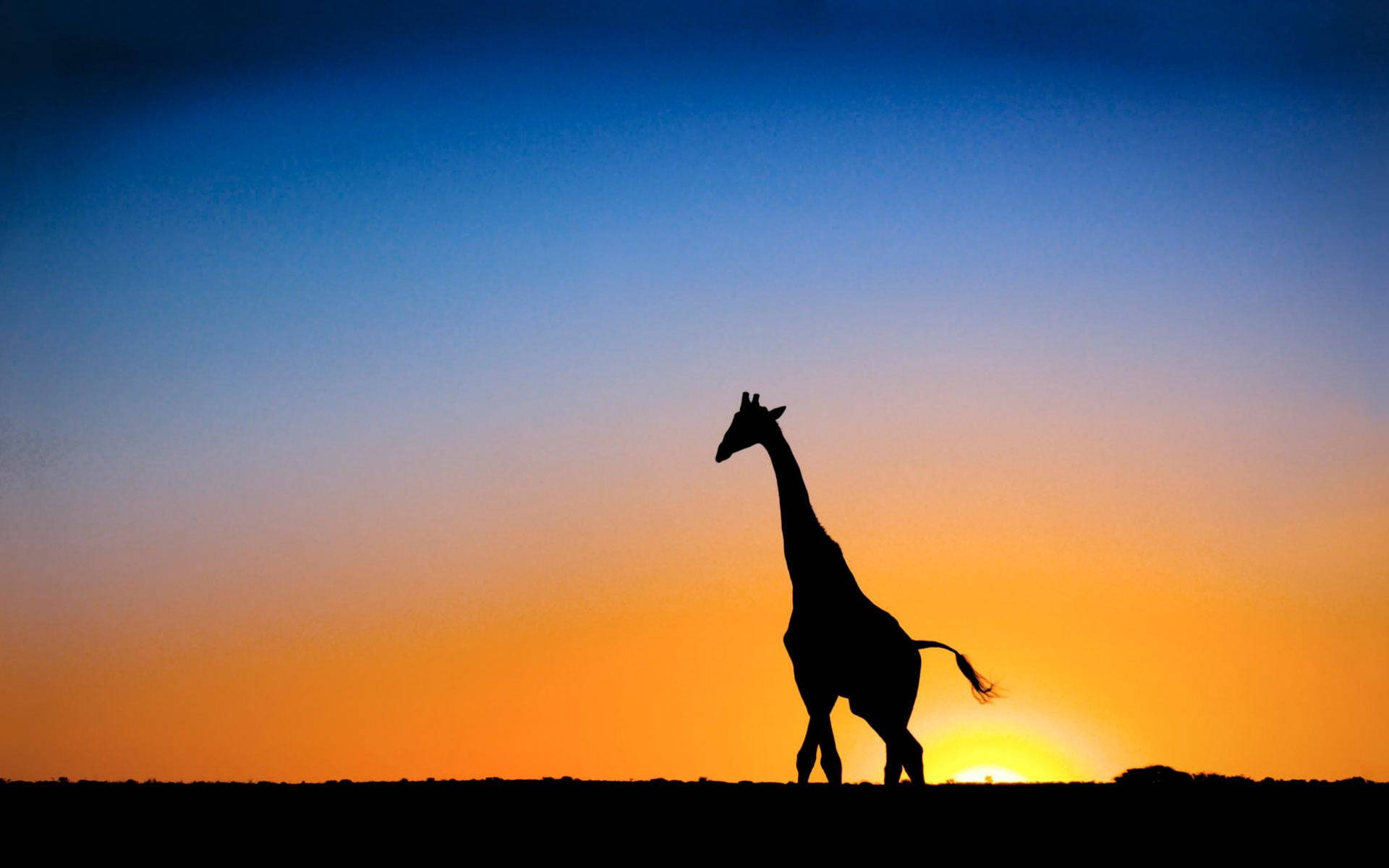 Botswana, giraffe, gradient, Full HD Desktop Wallpaper