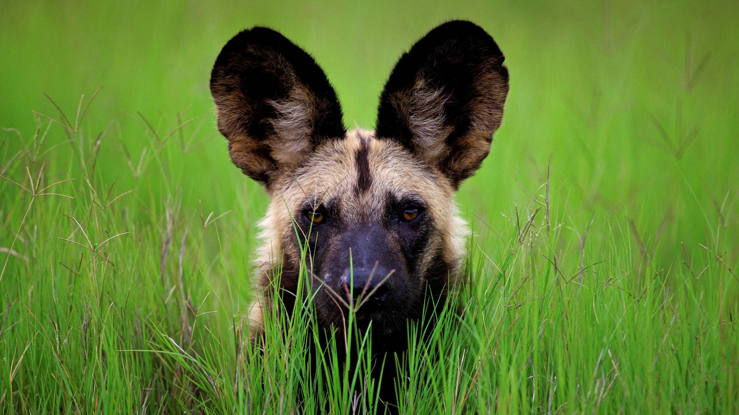 Botswana, wild dog, tall vibrant green grass, 2K Desktop Wallpaper