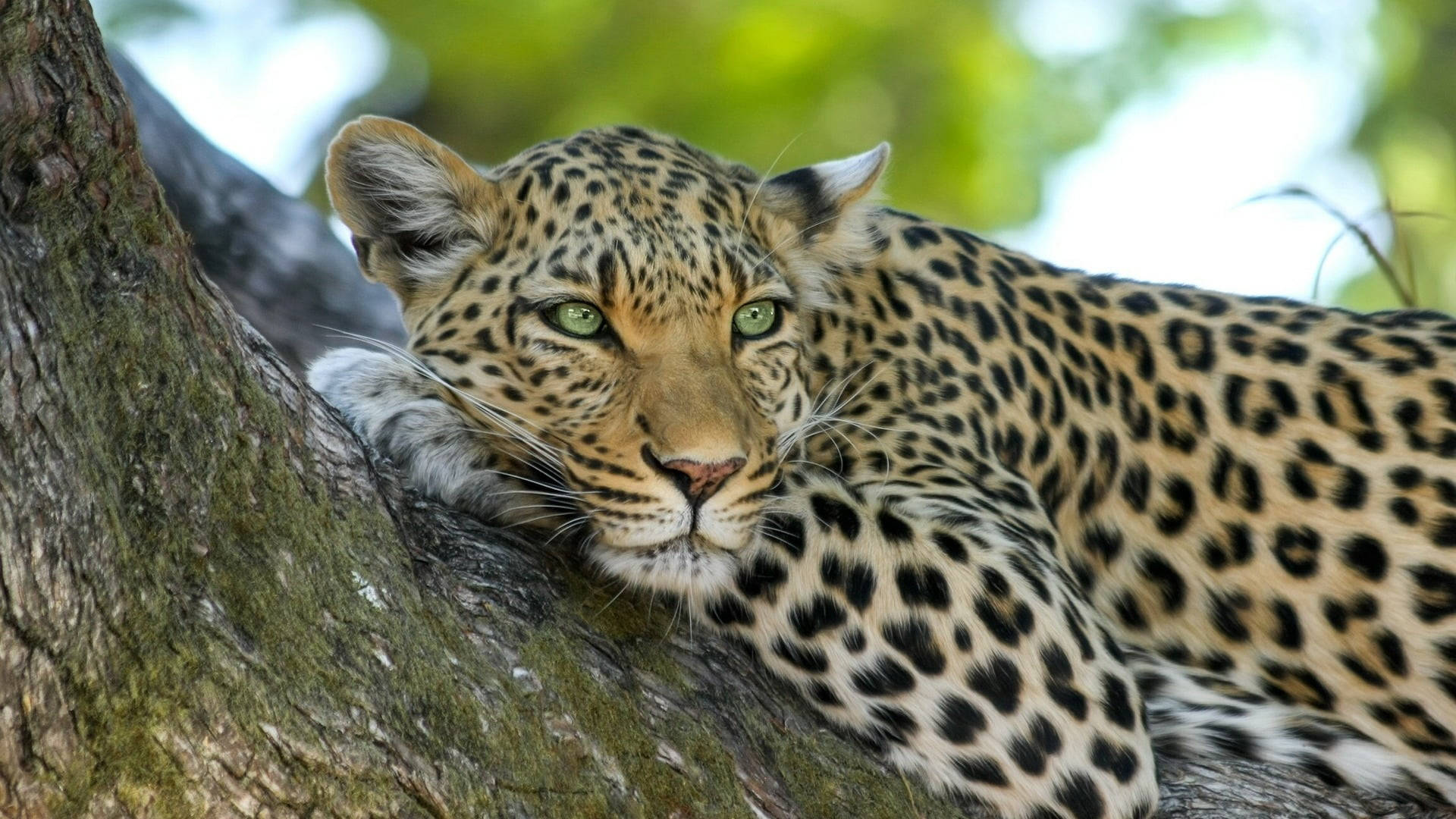 Botswana, African leopard, green eyes, Full HD Desktop Wallpaper
