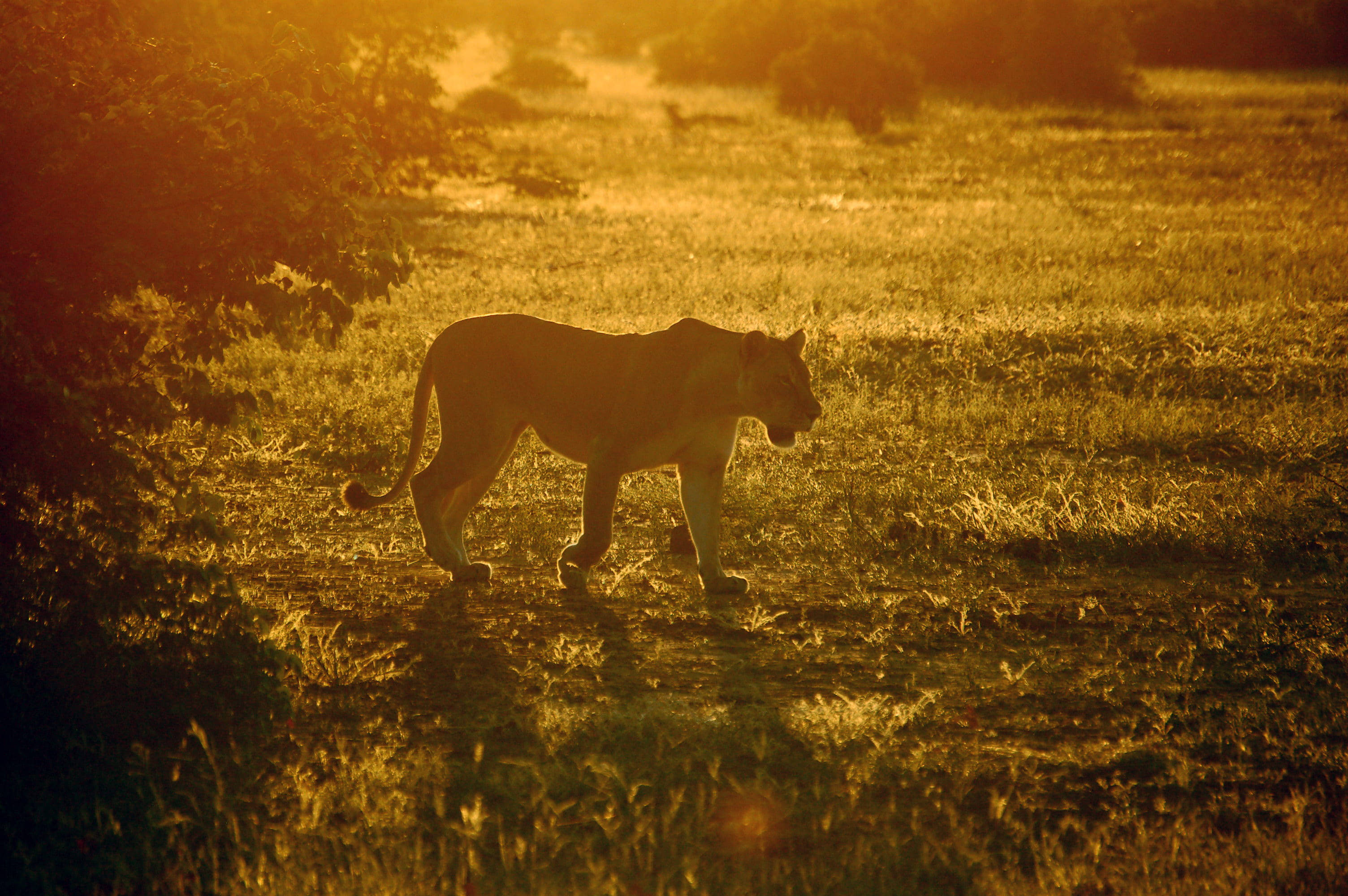 Botswana, sunlight, lioness, 2K Desktop Wallpaper