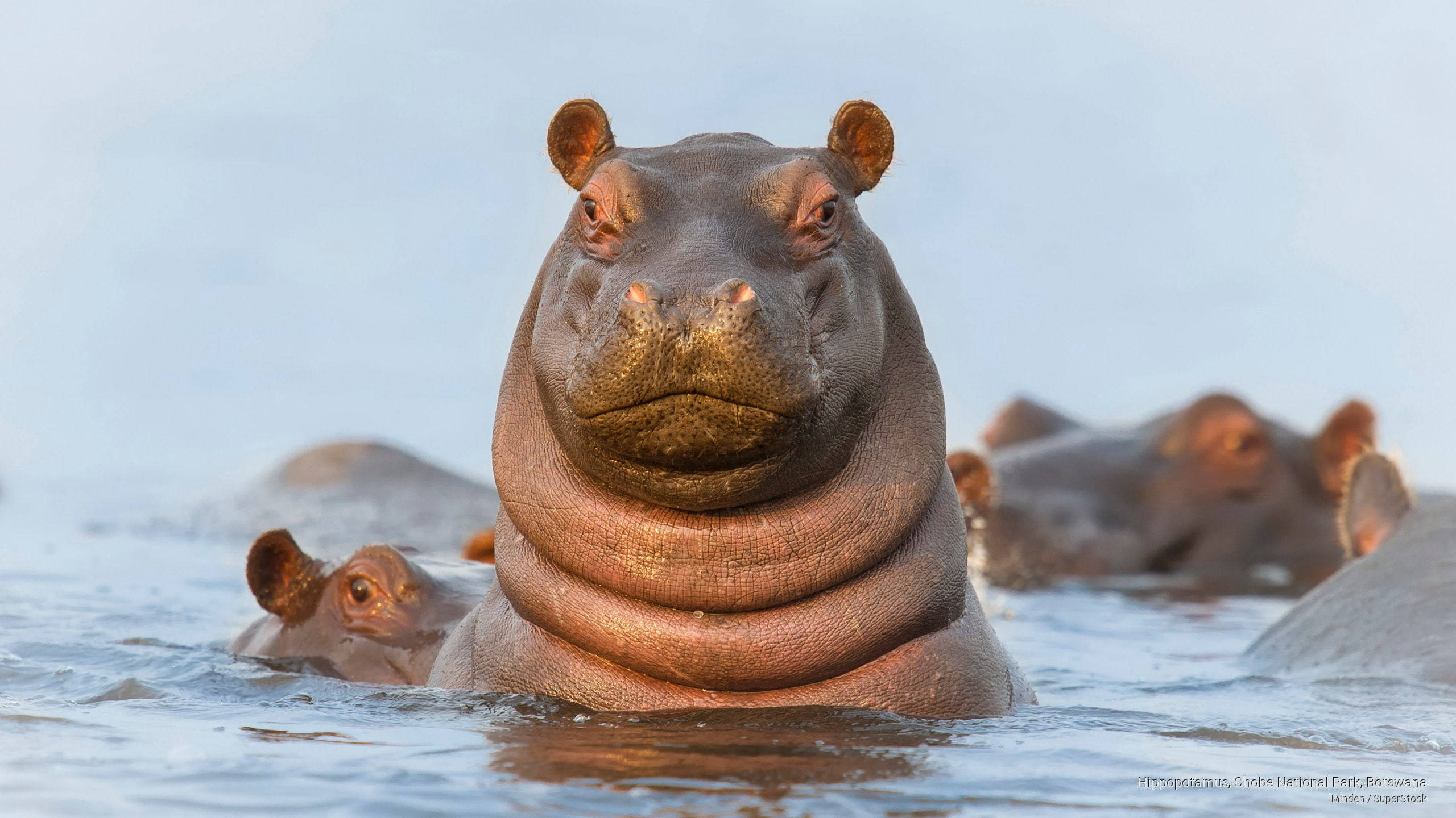 Botswana, hippopotamus, water, 2K Desktop Wallpaper