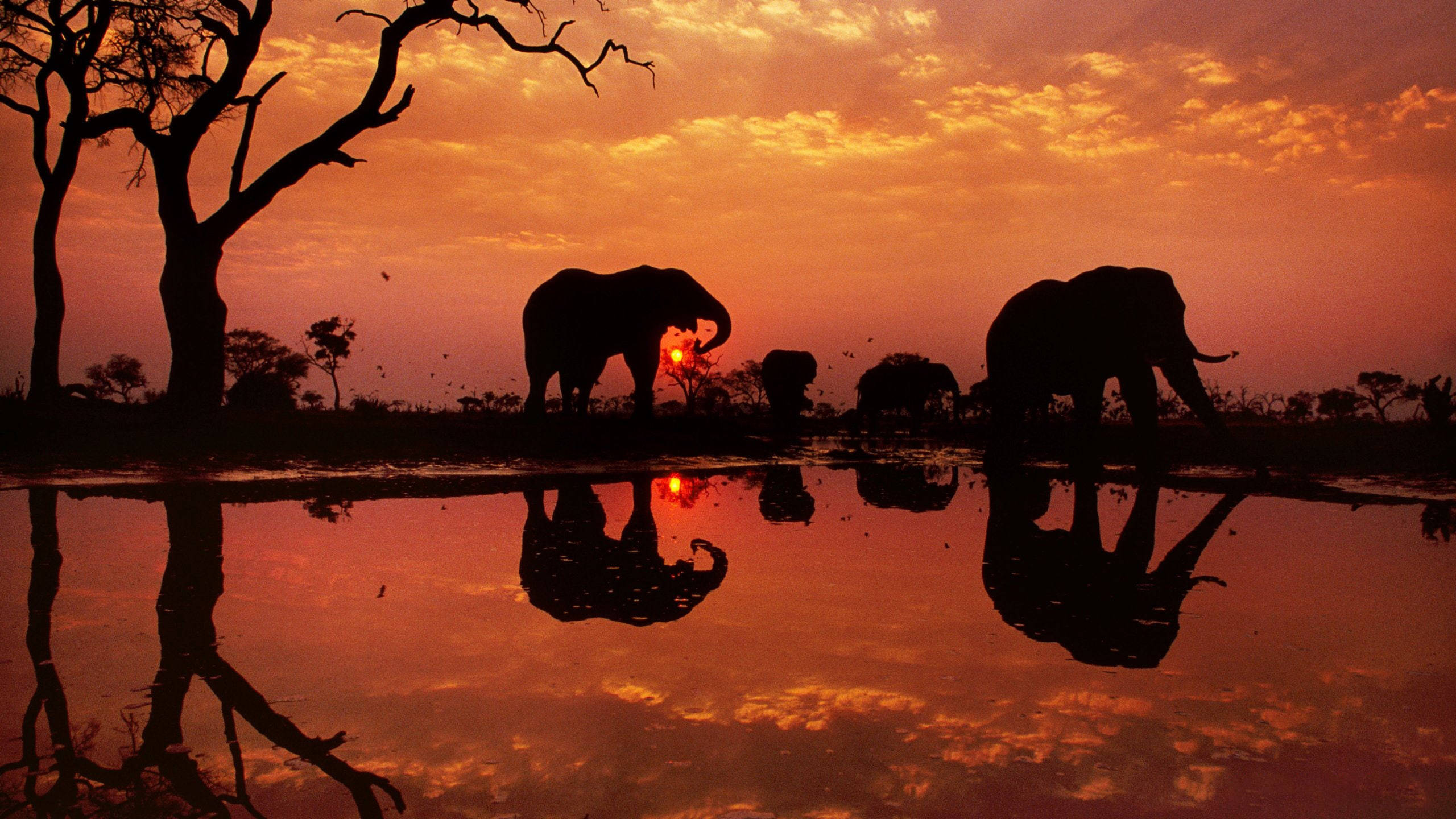 Botswana, elephants, dusk, 2K Desktop Wallpaper