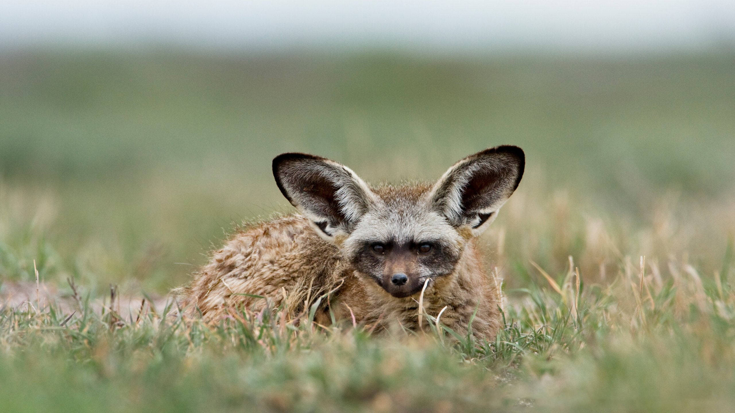 Botswana, bat-eared fox, tall grass, 2K Desktop Wallpaper