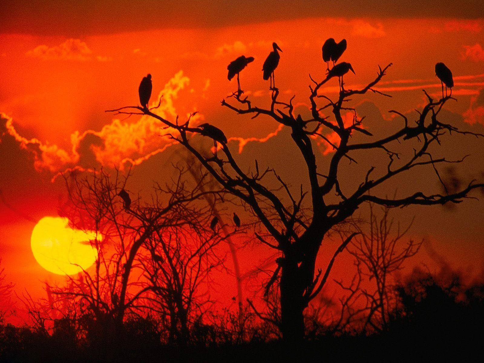 Botswana, vultures, tree silhouette, HD Desktop Wallpaper