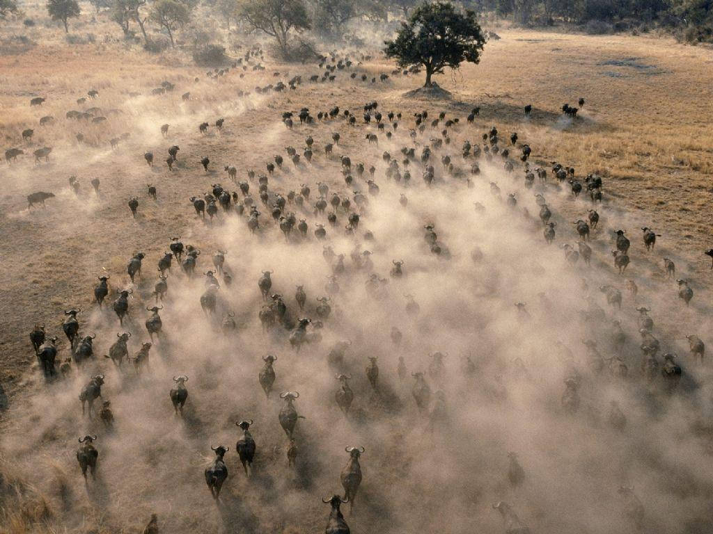 Botswana, buffalo stampede, aerial view, SD Desktop Wallpaper