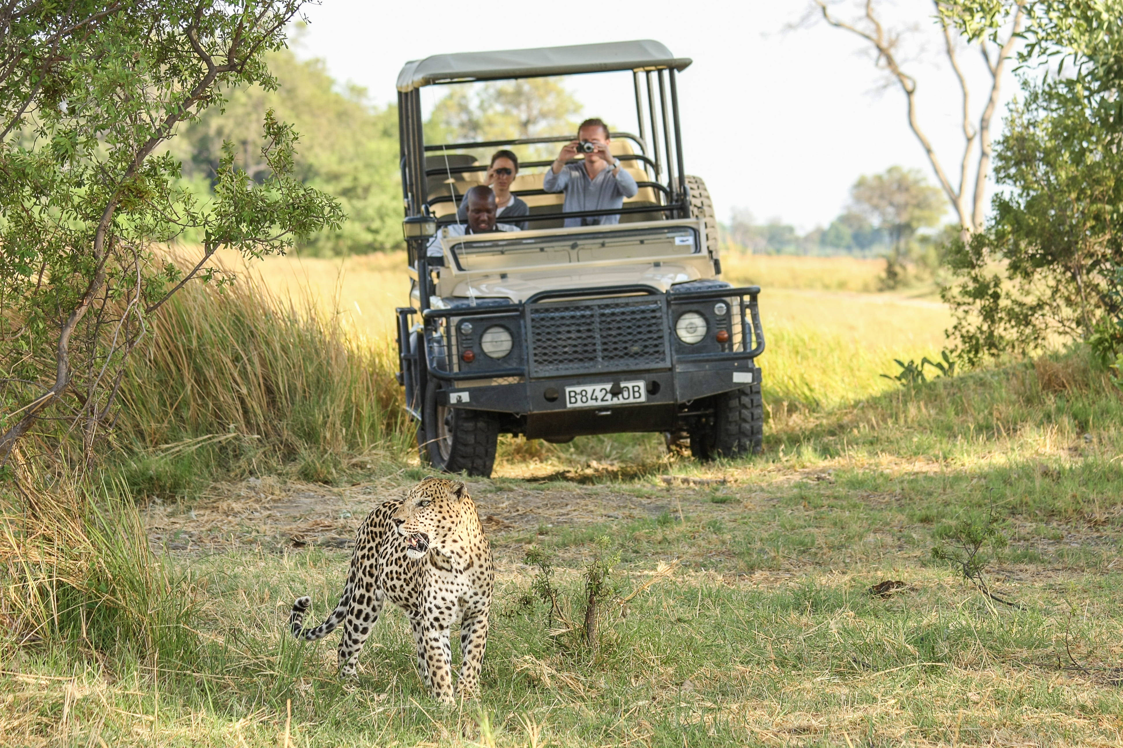 Botswana, leopard, safari vehicle, 4K Desktop Wallpaper