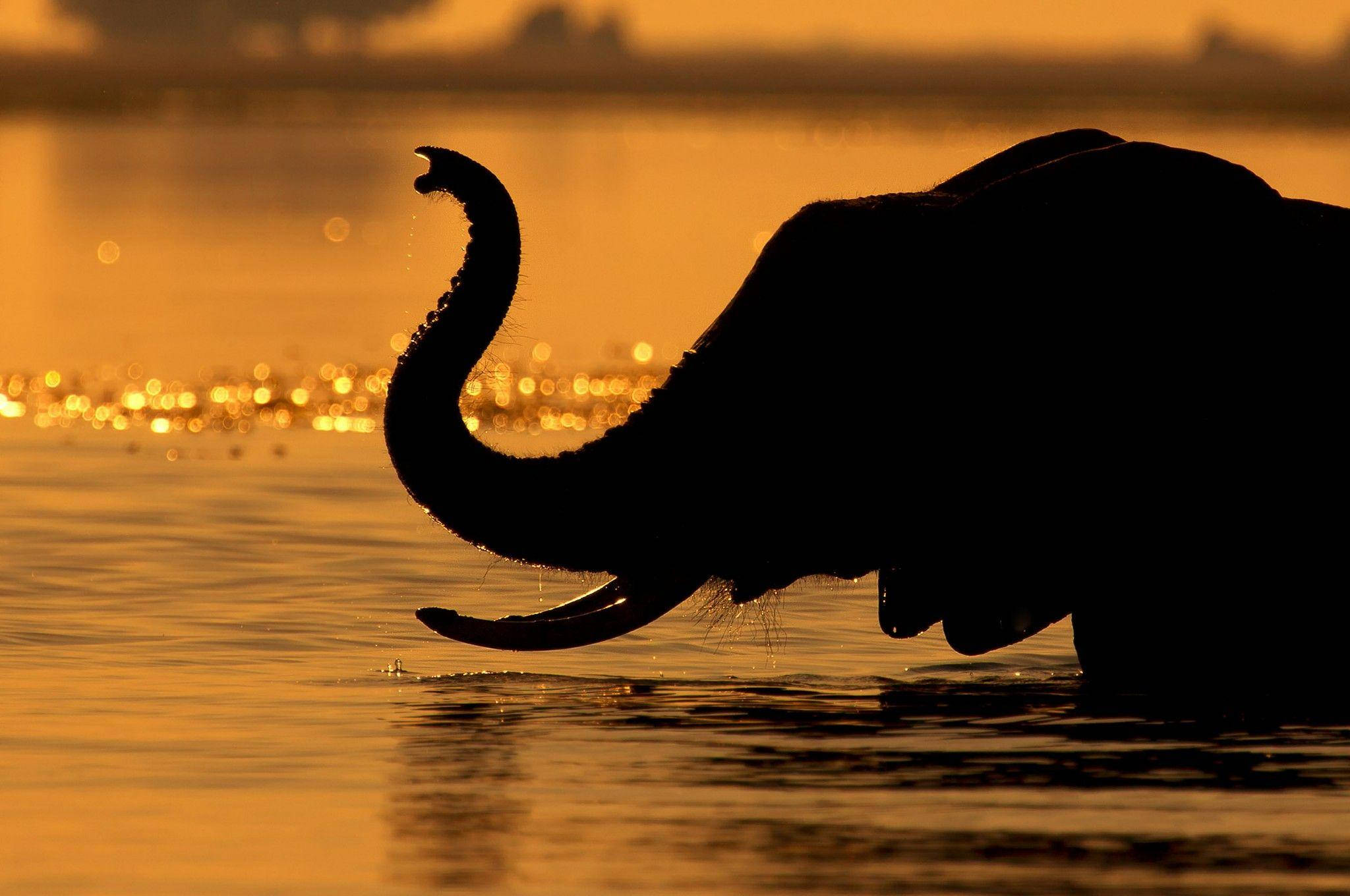 Botswana, elephant trunk silhouette, golden sunset river, Full HD Desktop Wallpaper